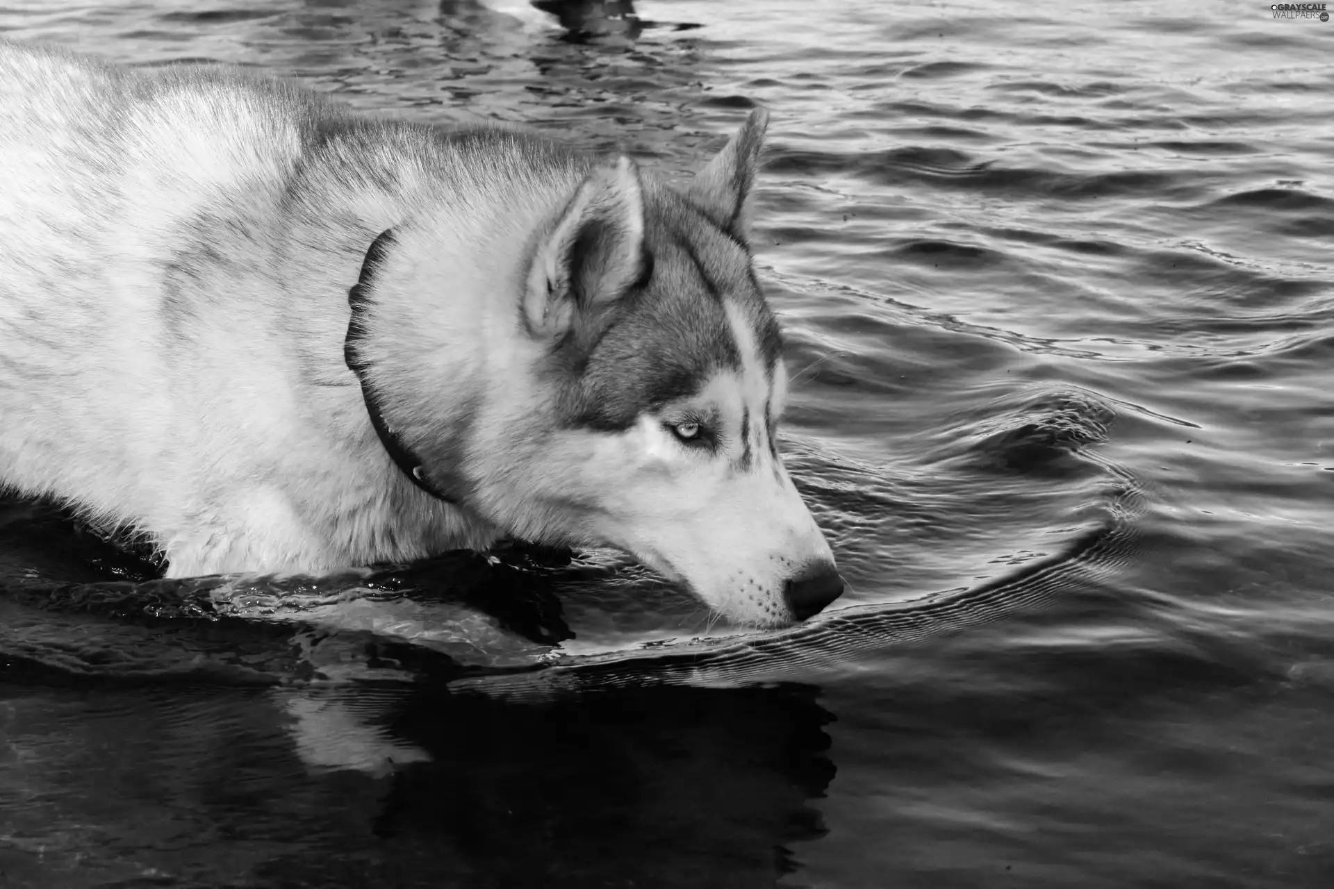 red hot, dog-collar, Husky, water, dog