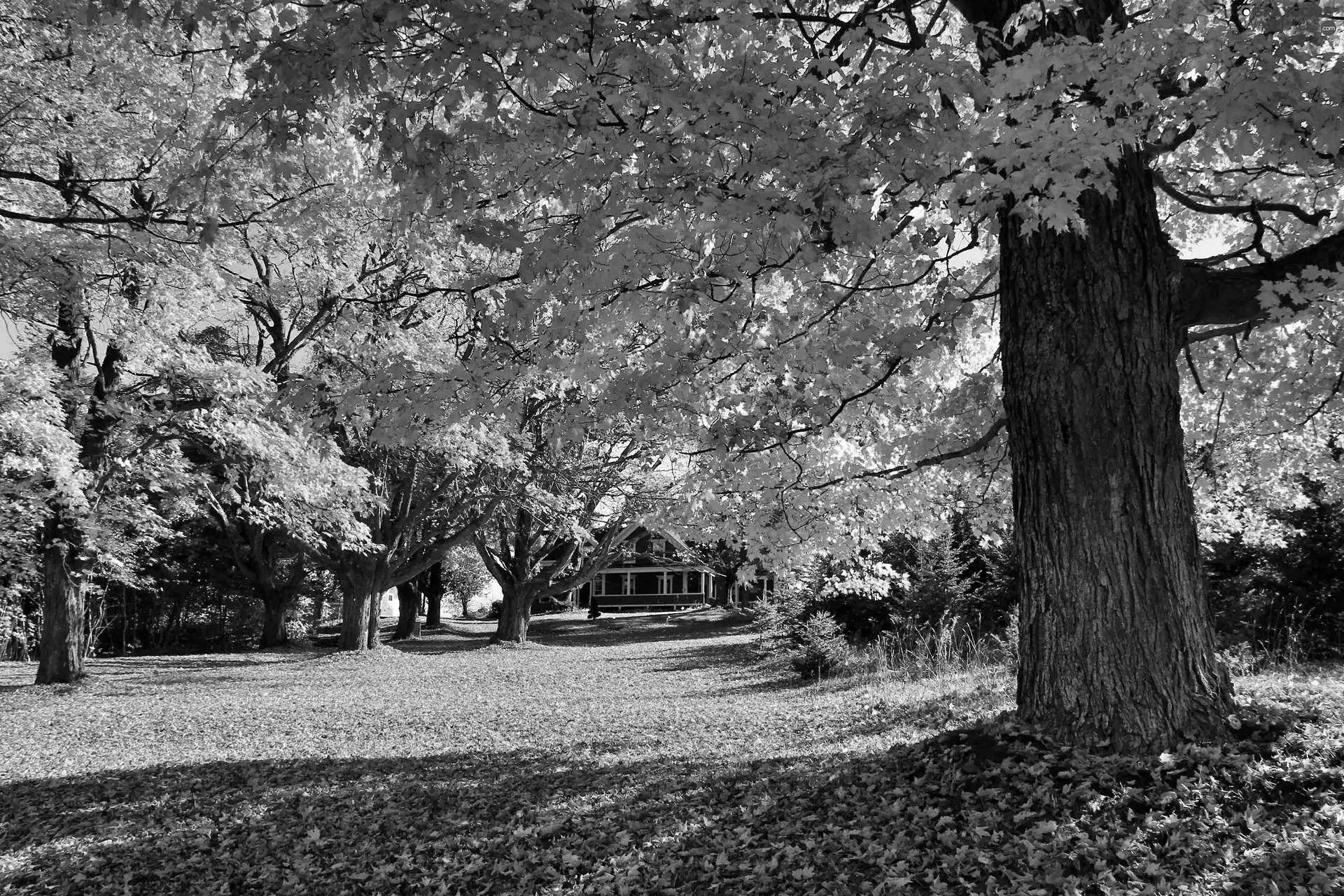 autumn, viewes, house, trees