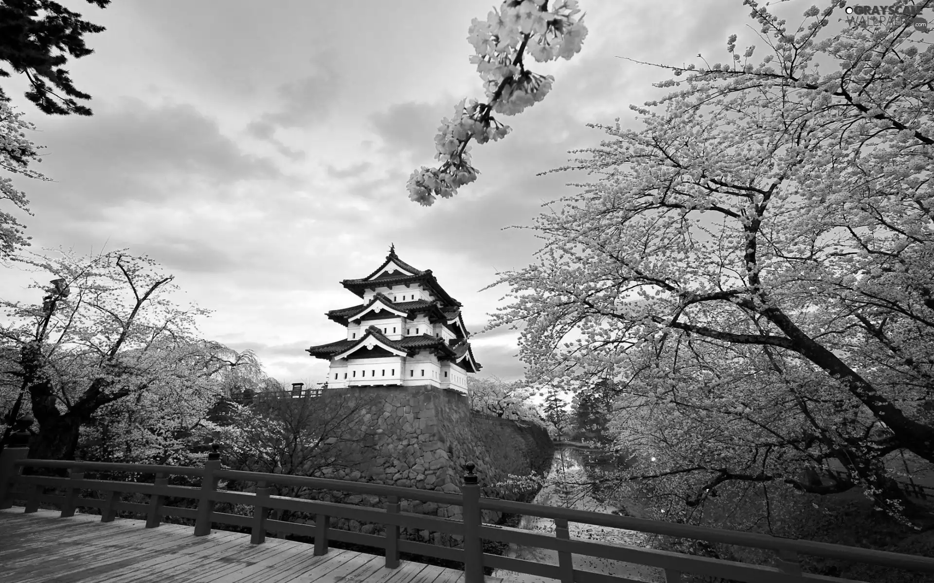 house, Blossoming, cherry