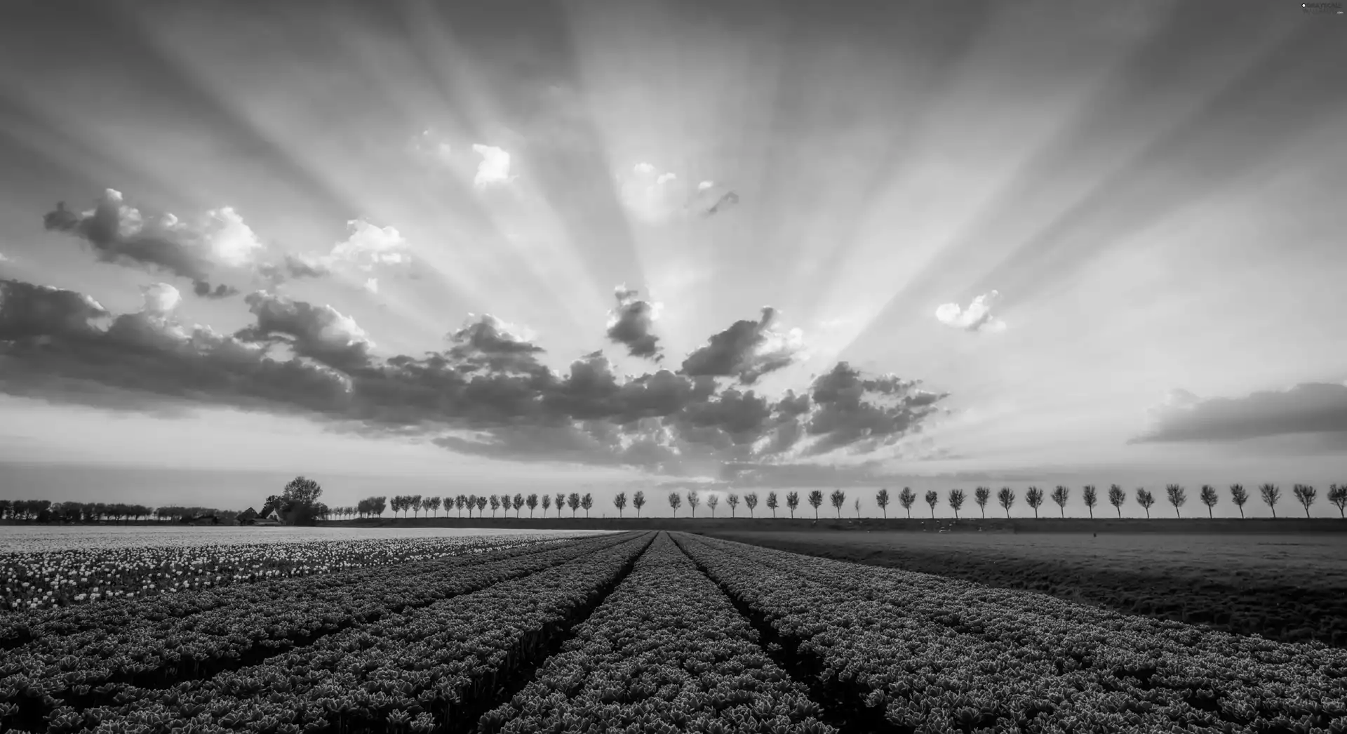 Tulip, Field, house, trees, sun, Netherlands, clouds, west, viewes