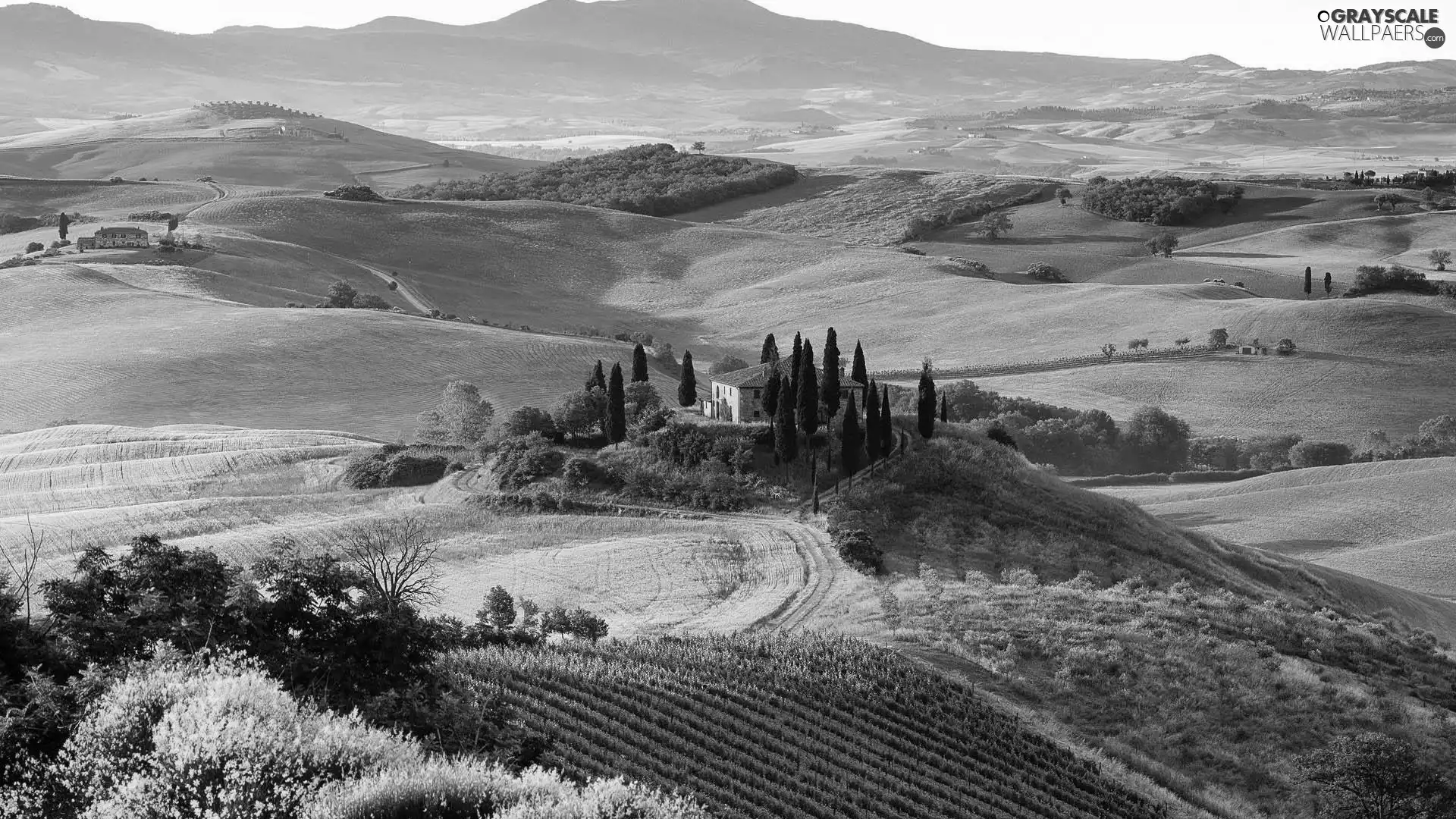 house, trees, Italy, viewes, Tuscany, grass, field, The Hills