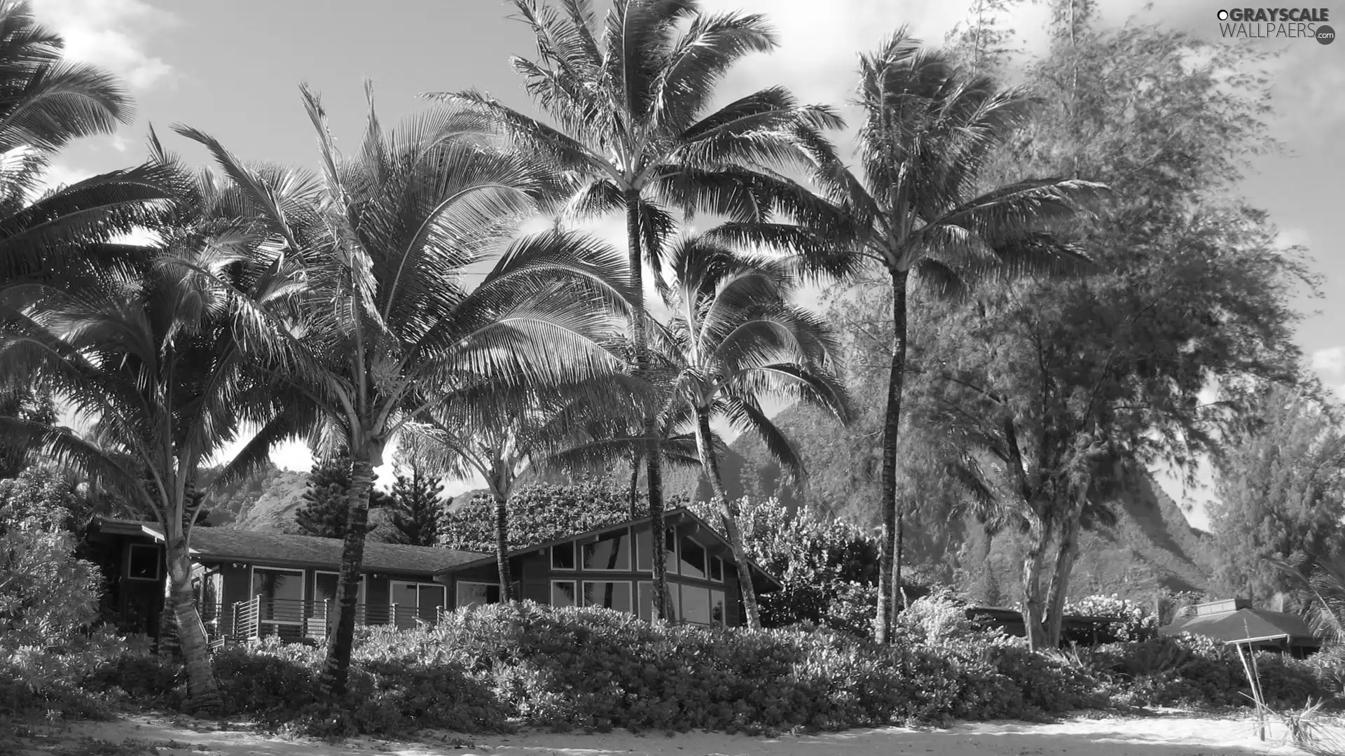 house, Bush, Palms
