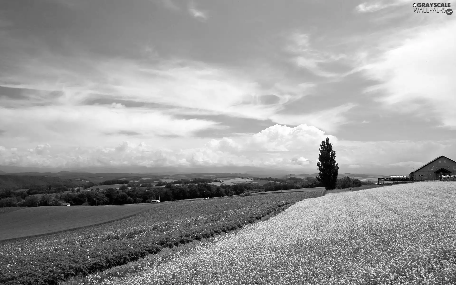 house, Sky, rape, trees, Field