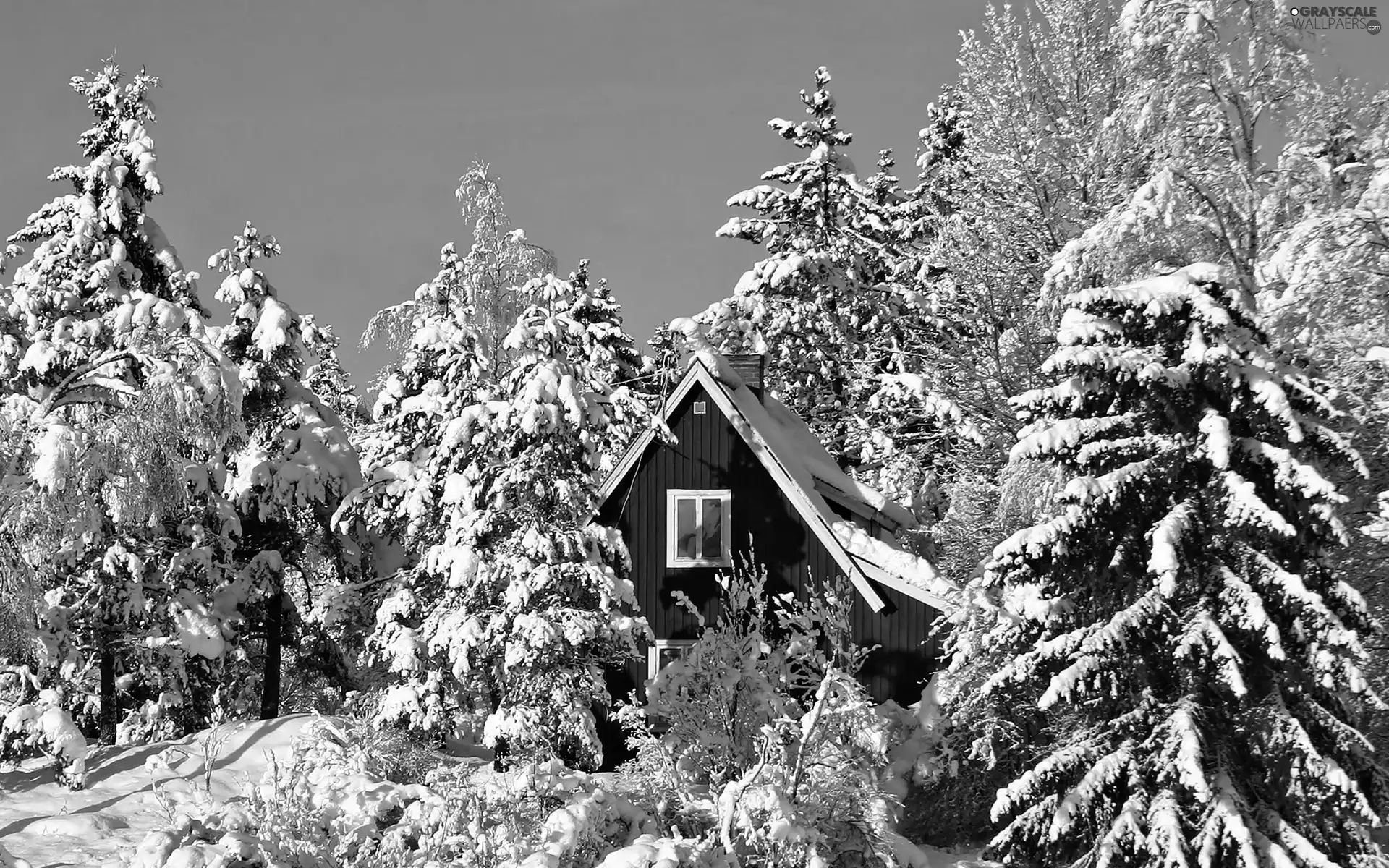 house, Snowy, Spruces