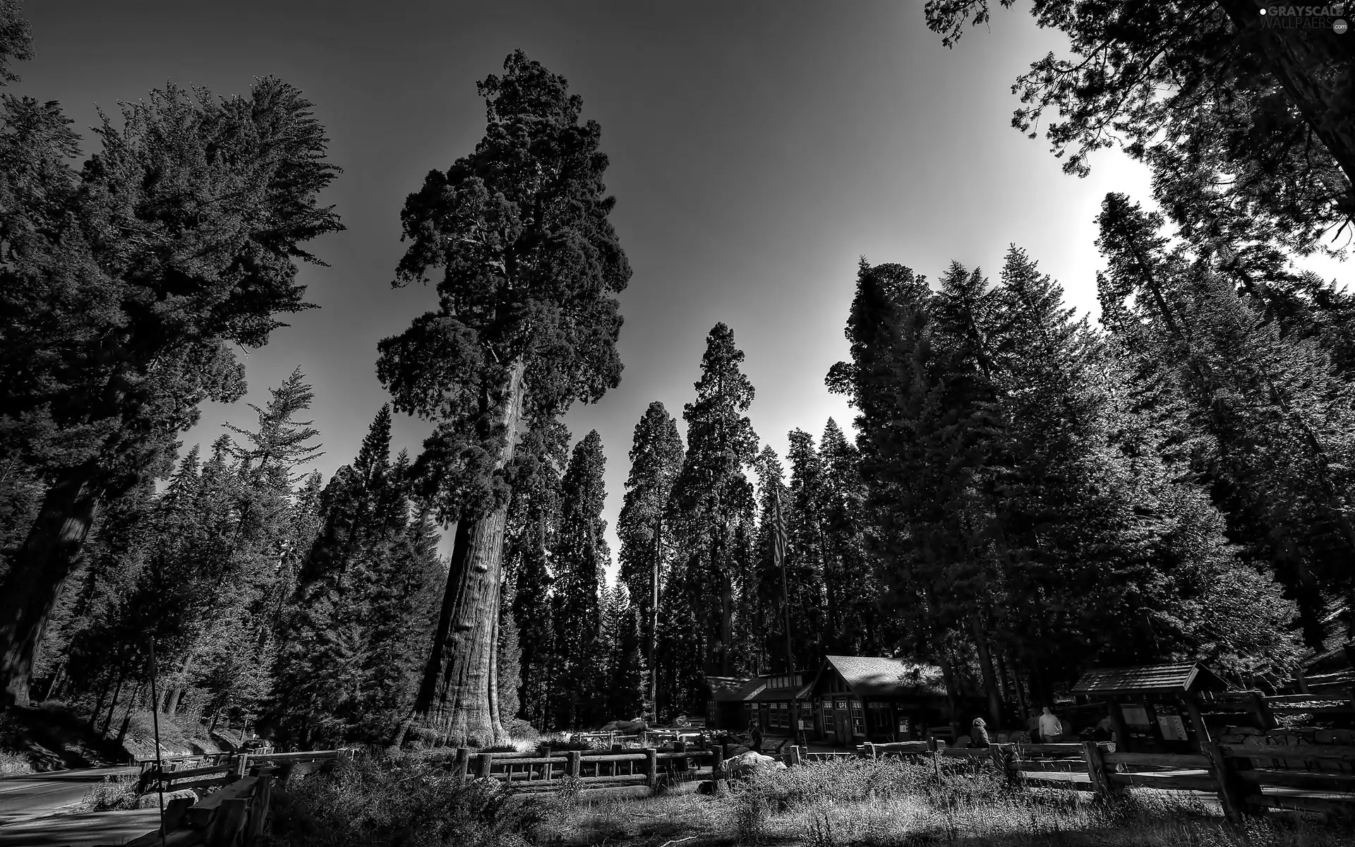 forest, viewes, Houses, trees