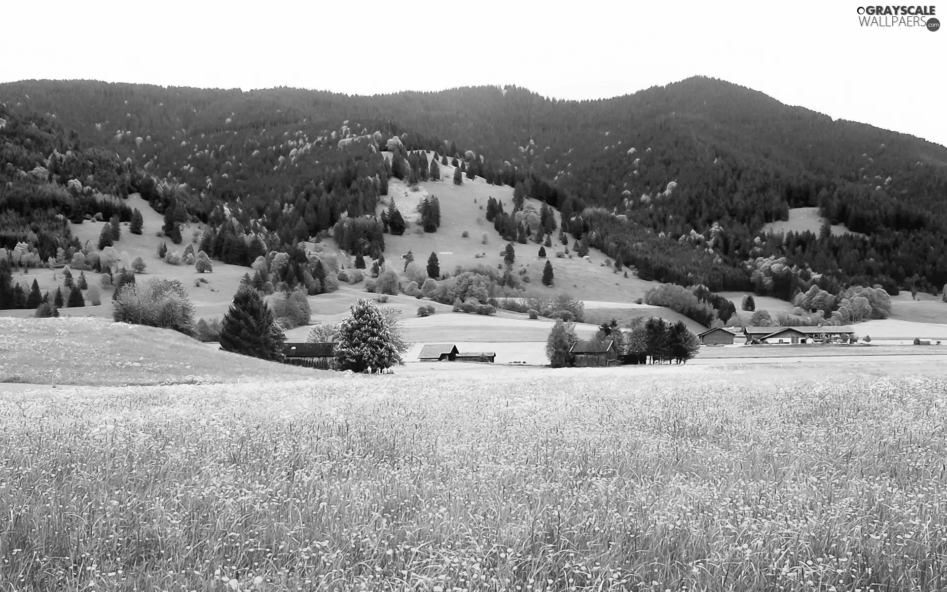 Mountains, field, Houses, forest