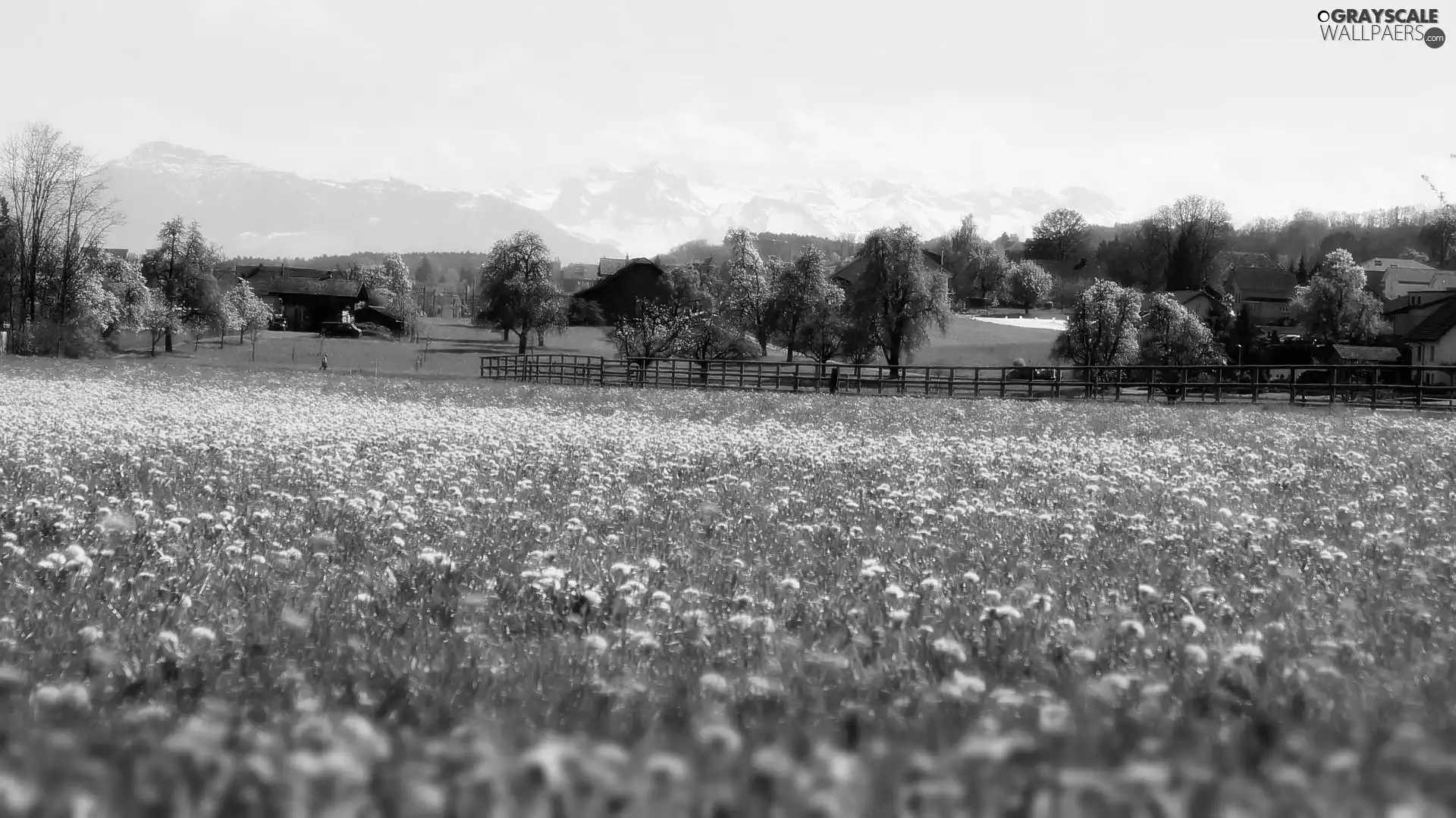 Houses, Spring, puffball, Mountains, medows