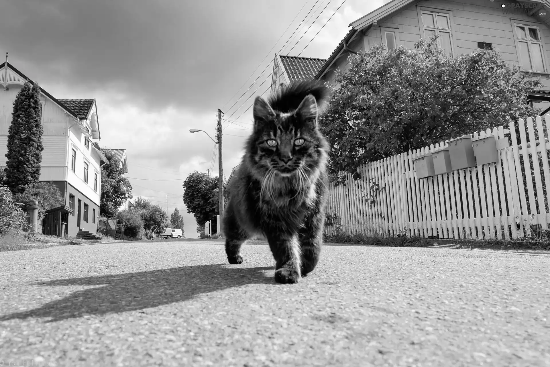 Houses, cat, Street
