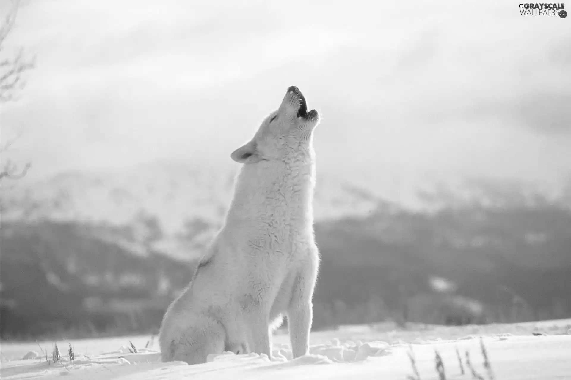 winter, Wolf, howl, White