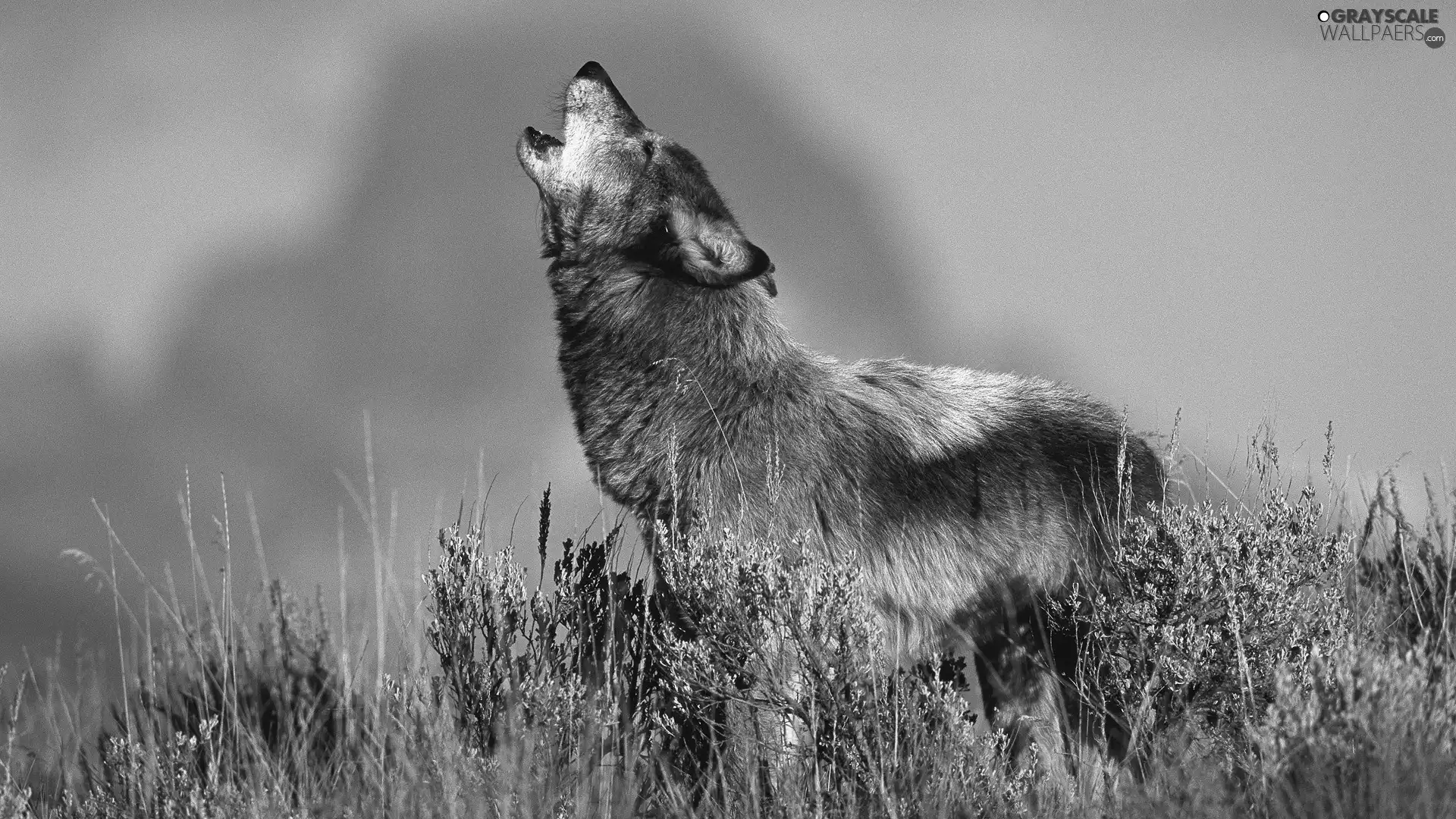 Wolf, howl