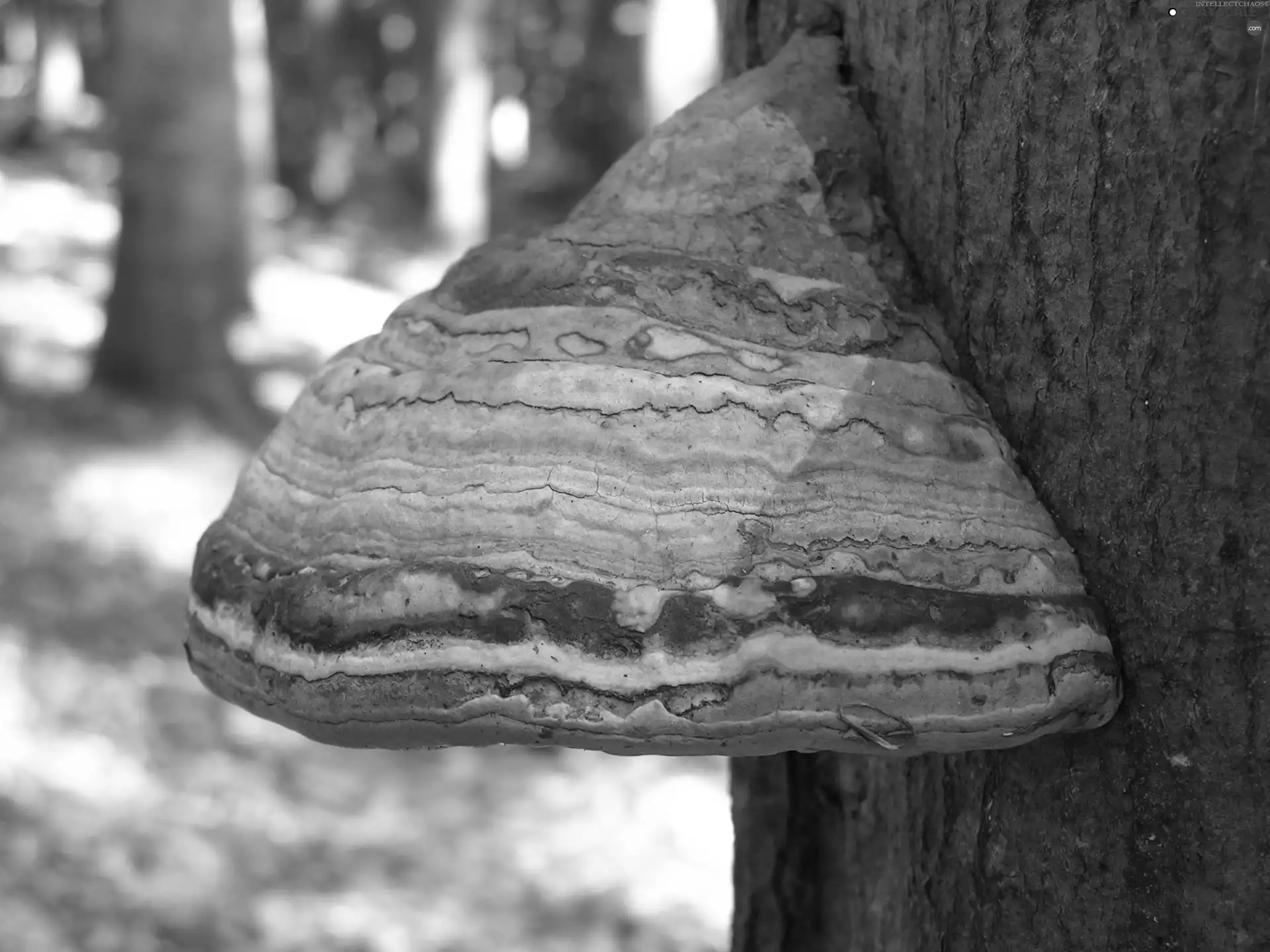 hub, forest, Mushrooms