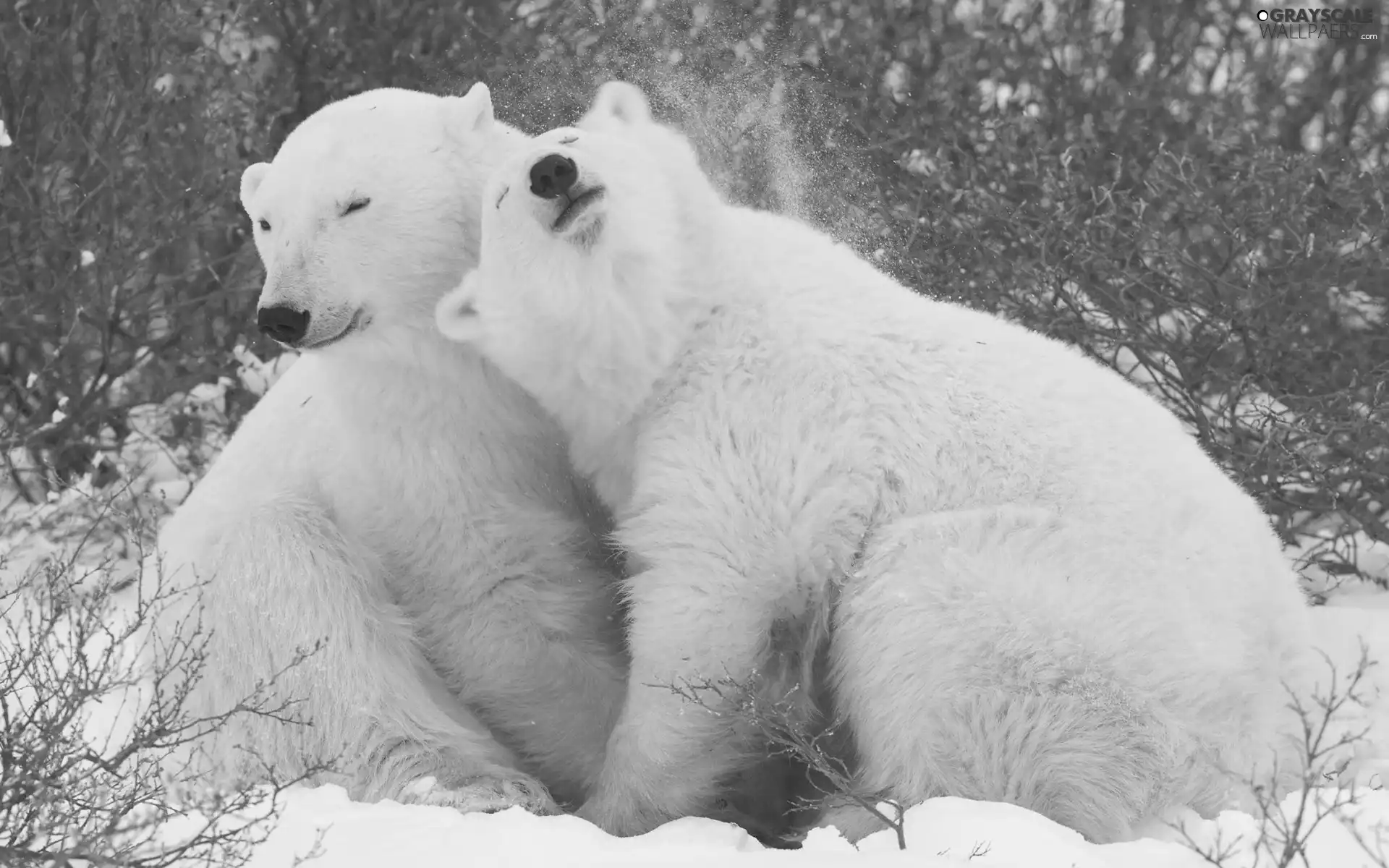 hugging, bears, polar