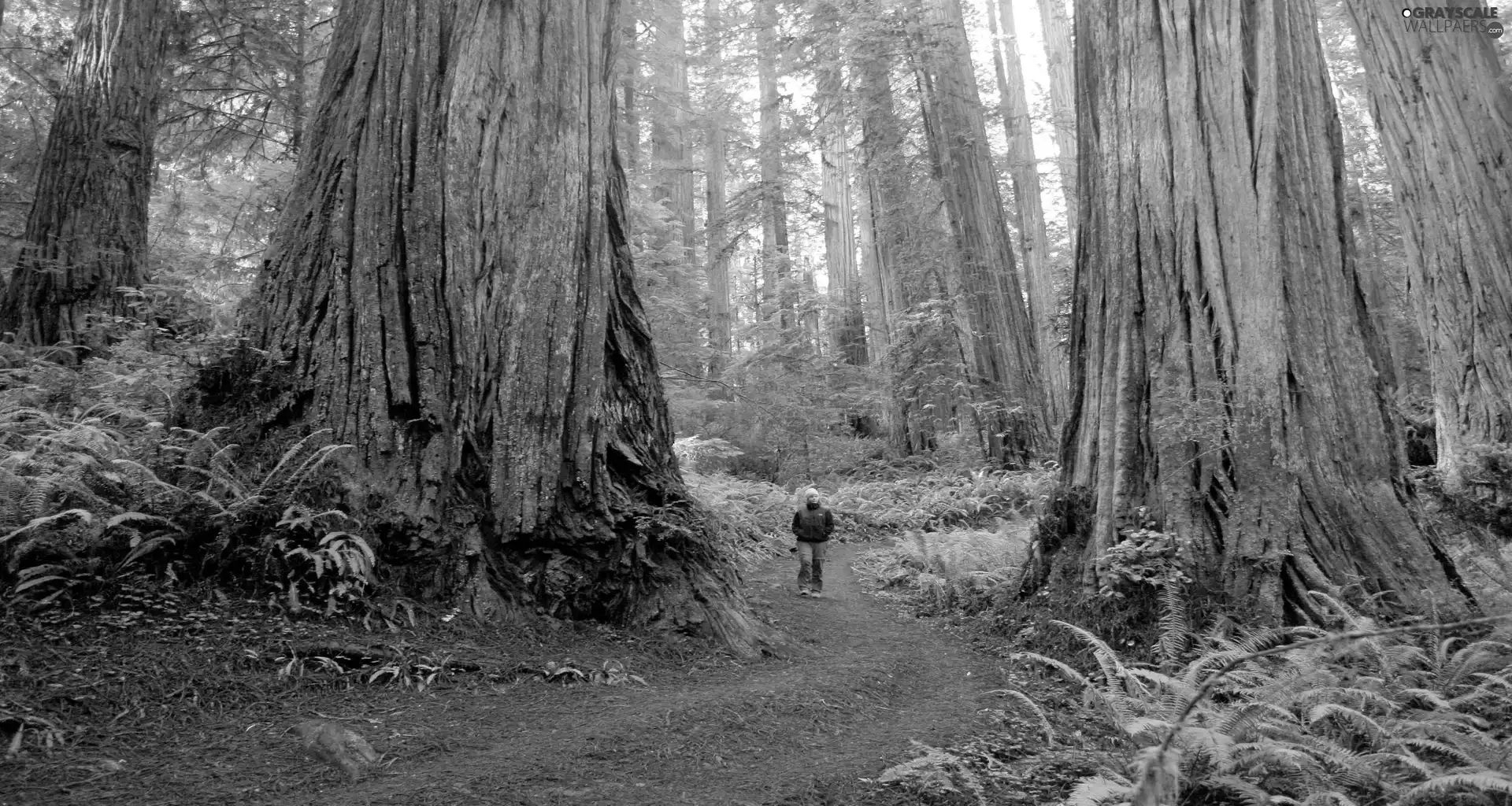 forest, State of California, fern, Redwood National Park, The United States, redwoods, Human