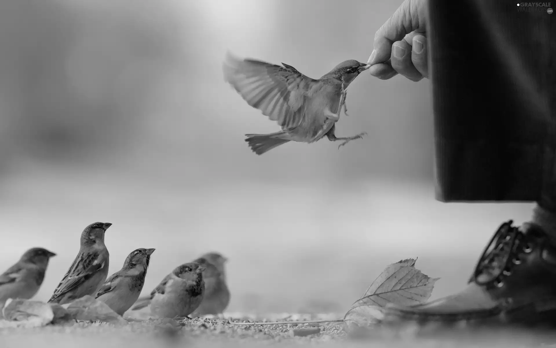 sparrows, by, human, fed