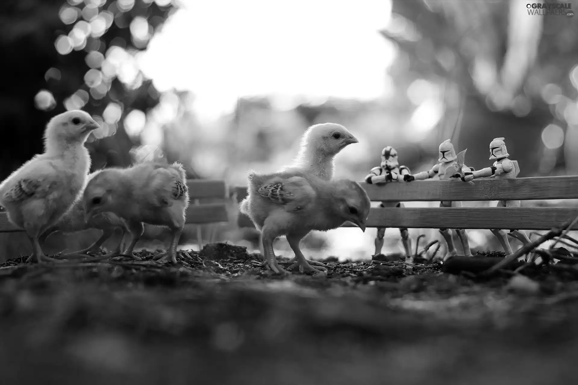 chickens, humans