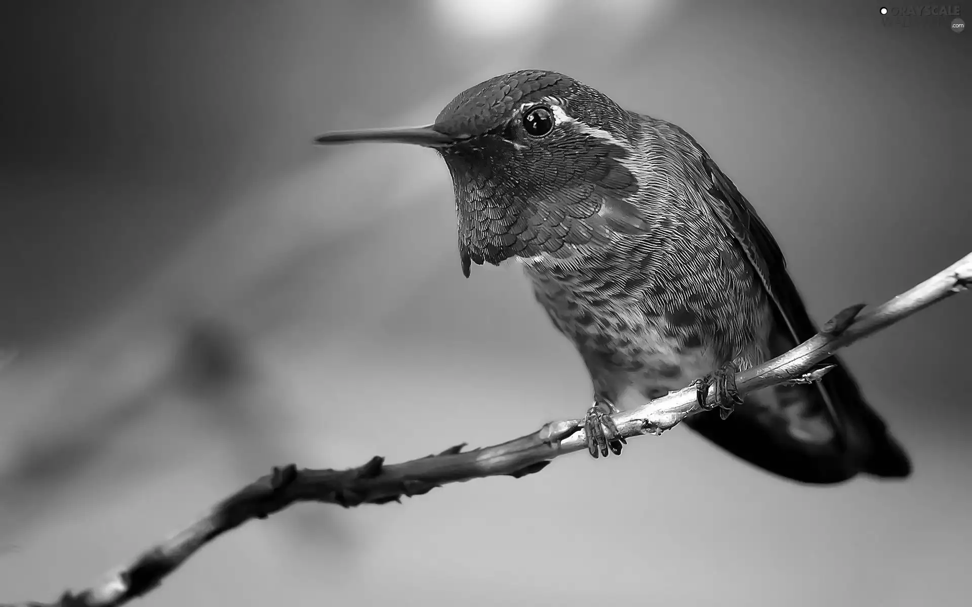 humming-bird