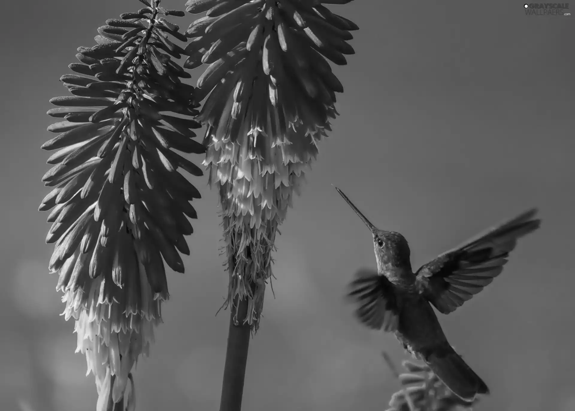 humming-bird, Flowers