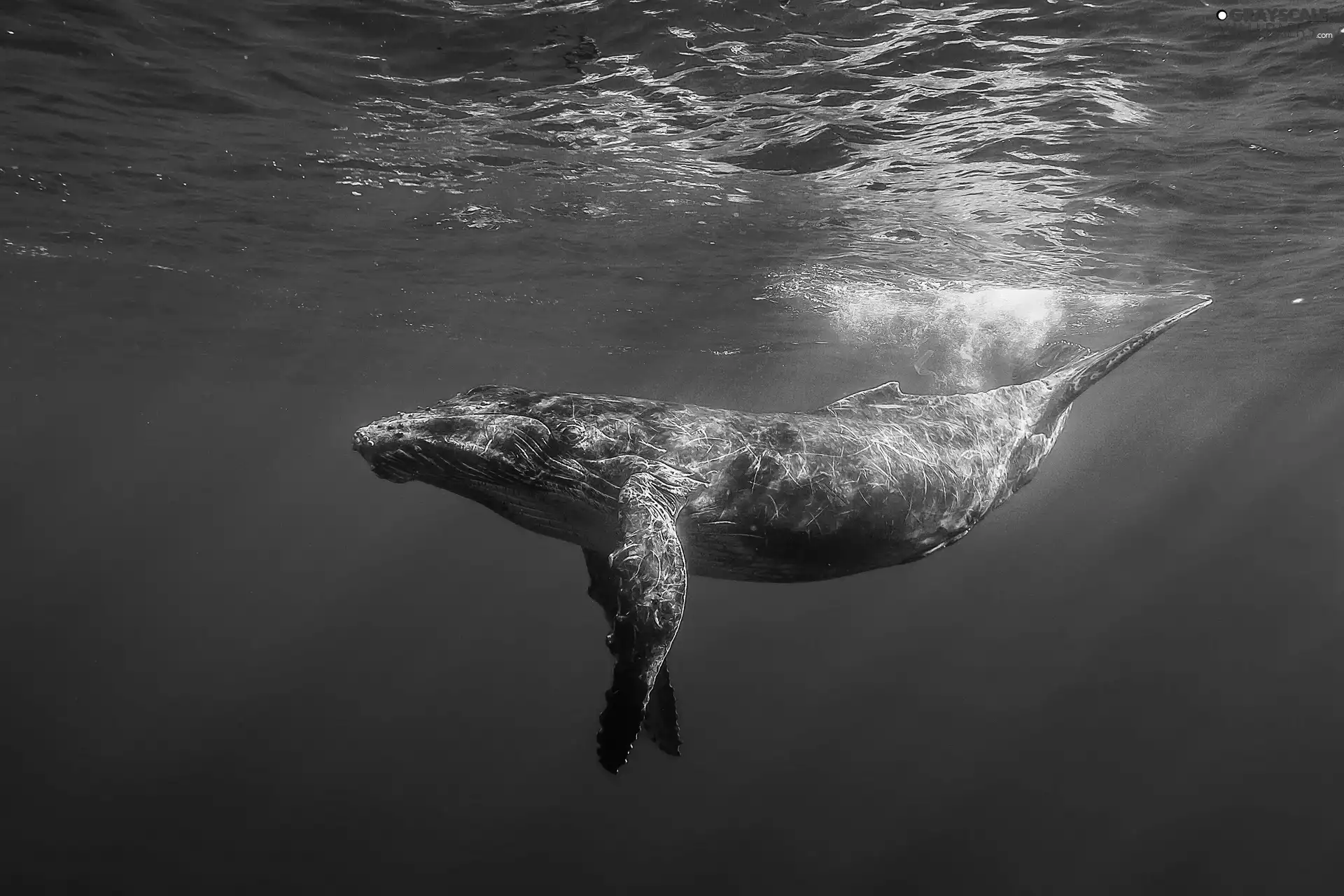 Humpback Whale, Ocean