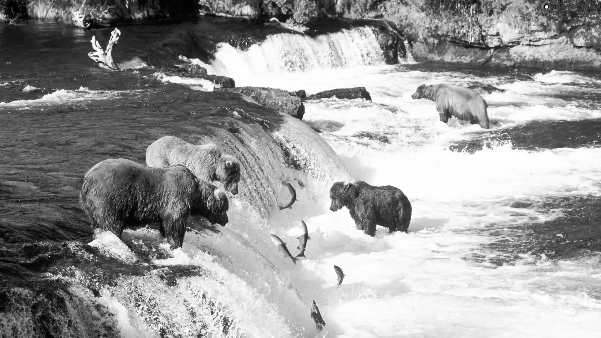 hunt, bear, waterfall