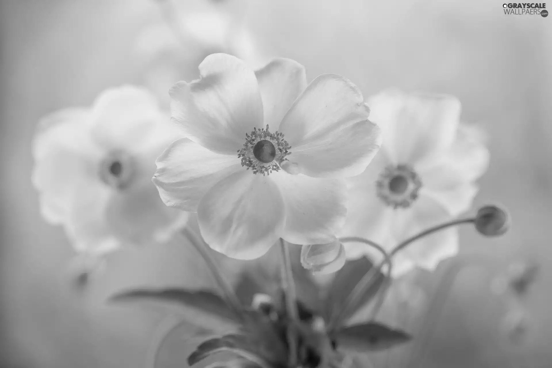 White, Anemone Hupehensis