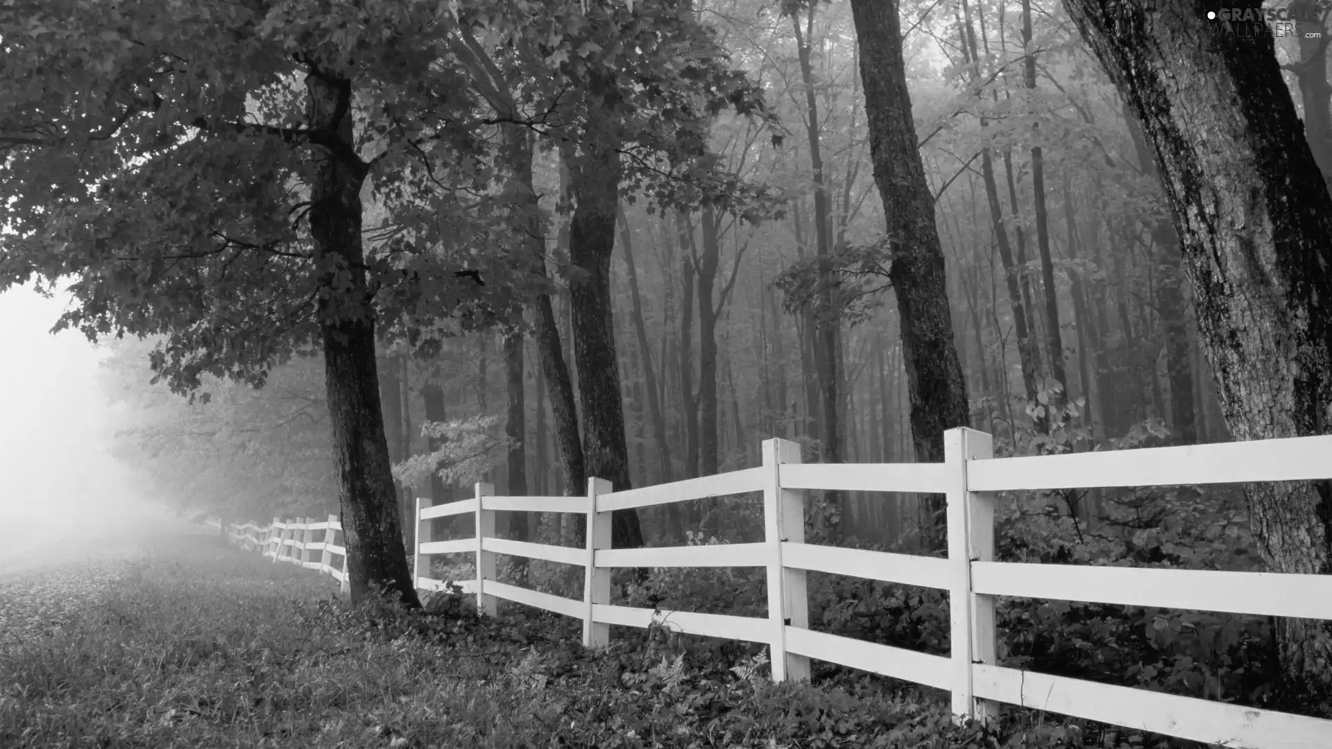 forest, White, Hurdle, Fog