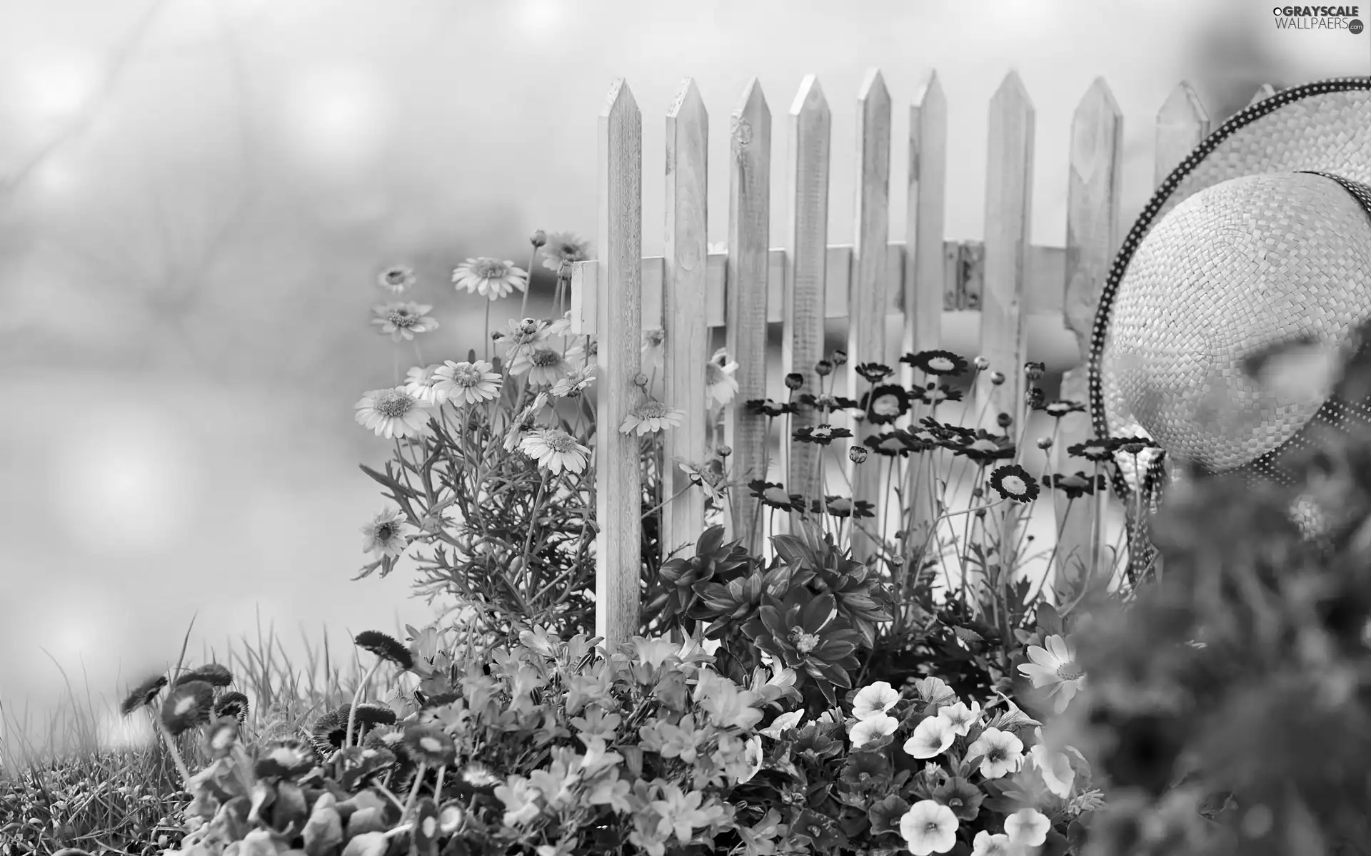 Hurdle, Hat, color, Flowers, garden