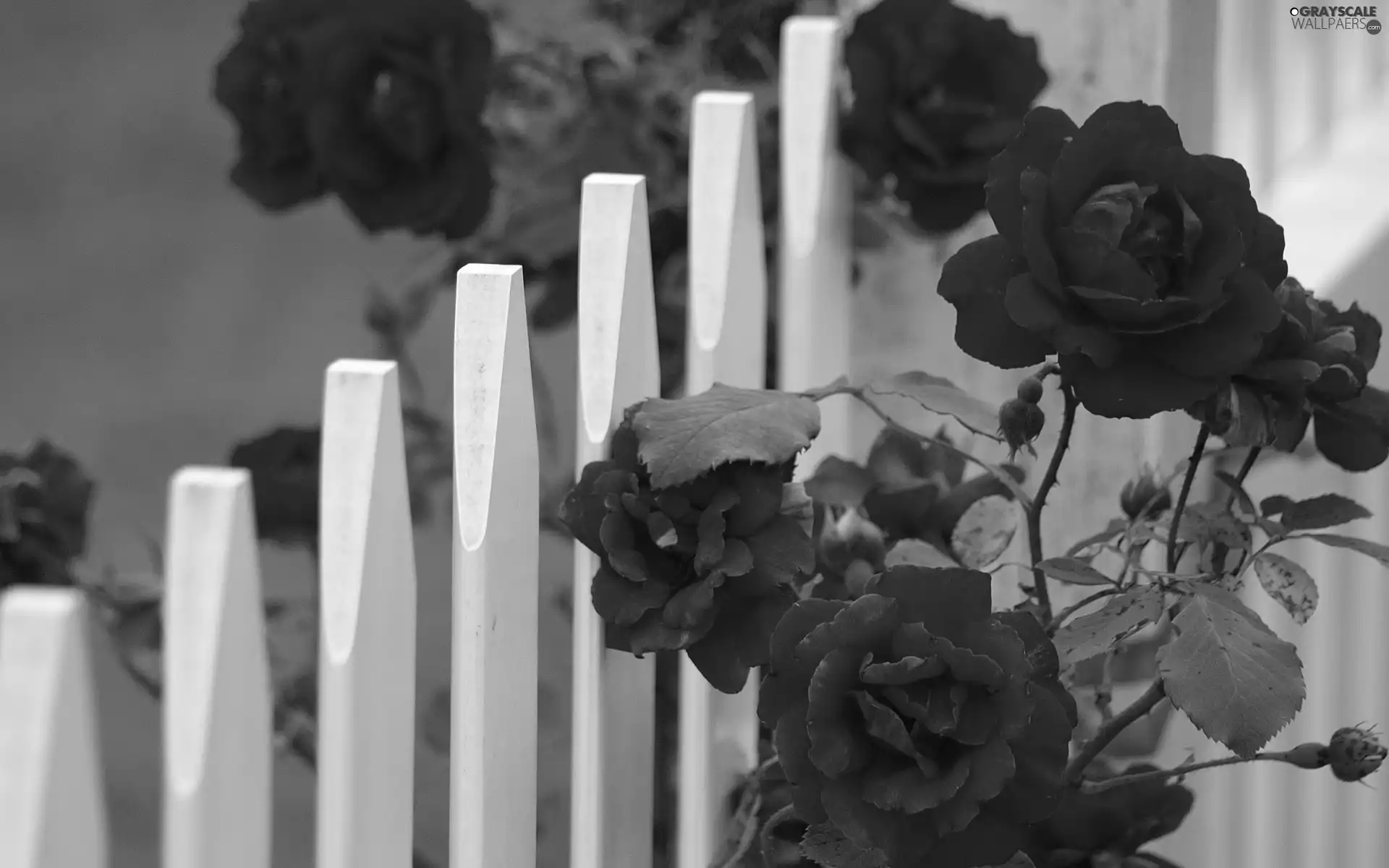 Hurdle, Red, roses