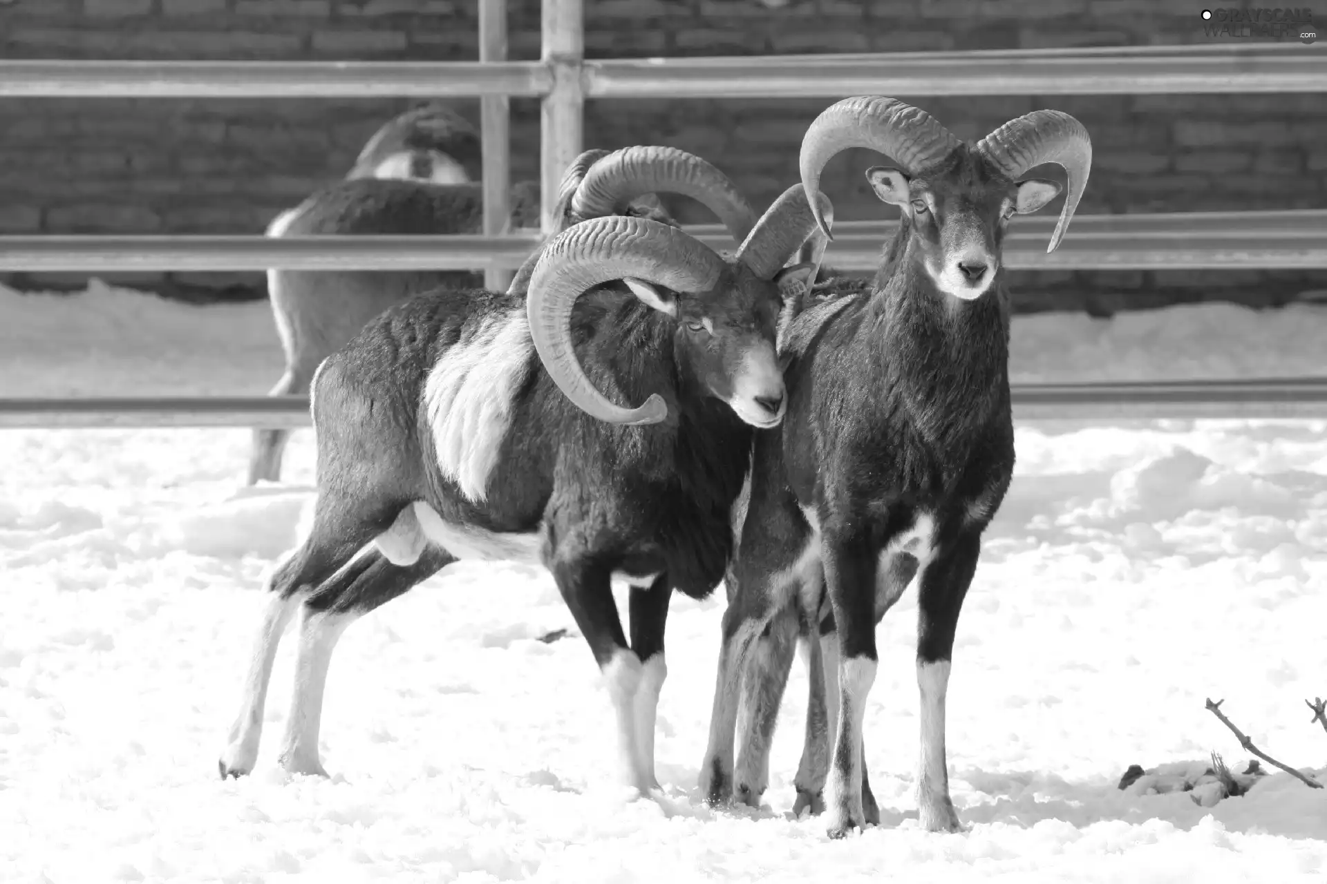 Hurdle, mouflon, snow