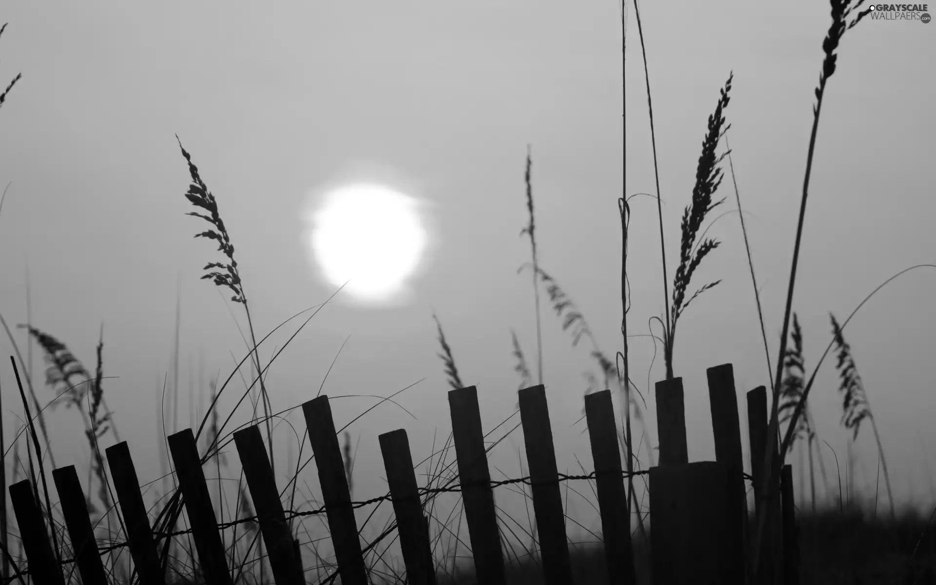 west, grass, Hurdle, sun
