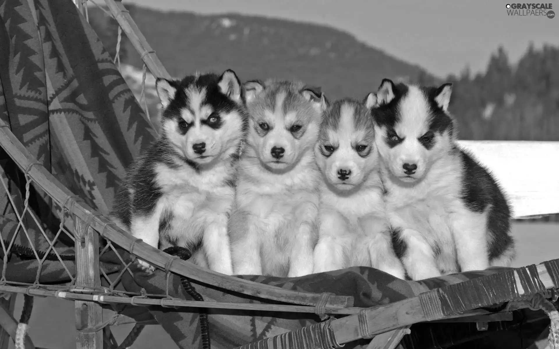 four, hammock chair, Husky, Puppies