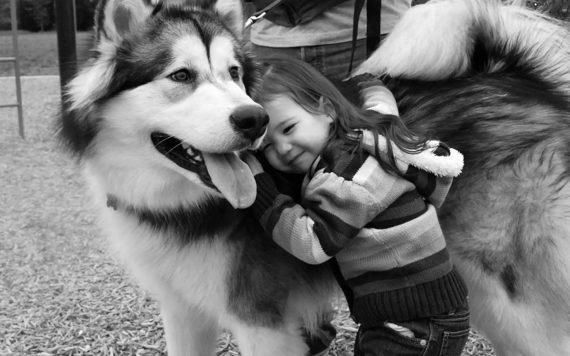 Husky Dog, Kid