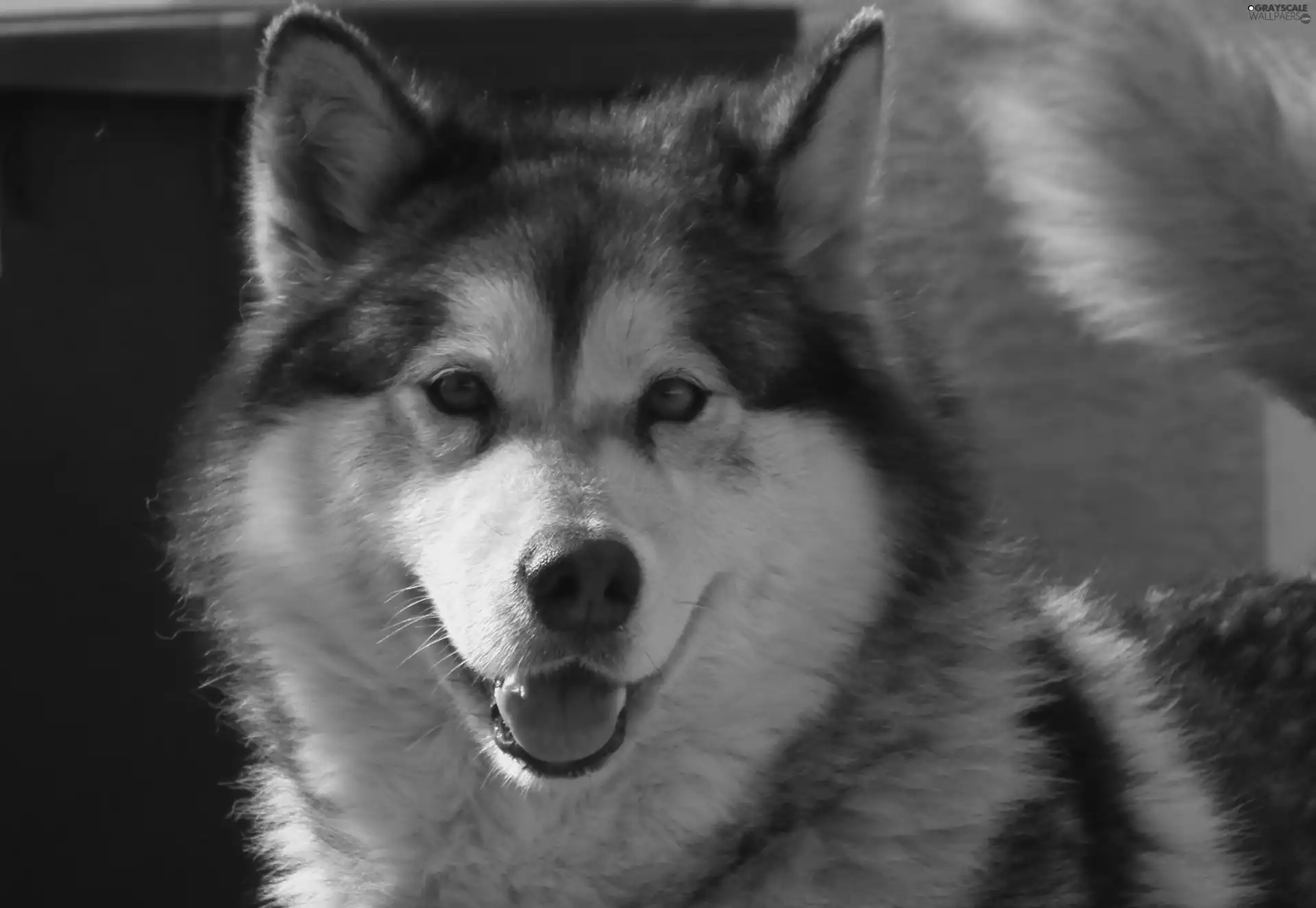 dog, Alaskan Malamute