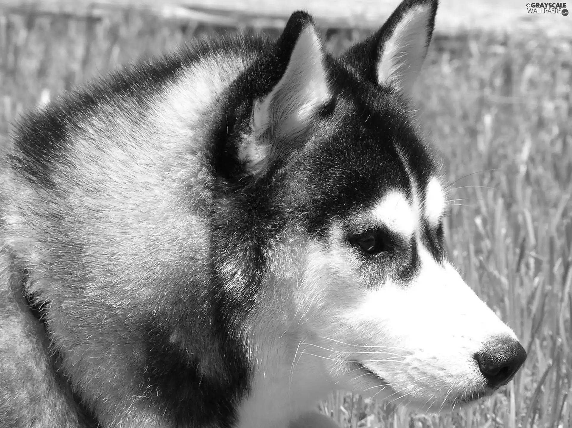 Head, Siberian Husky