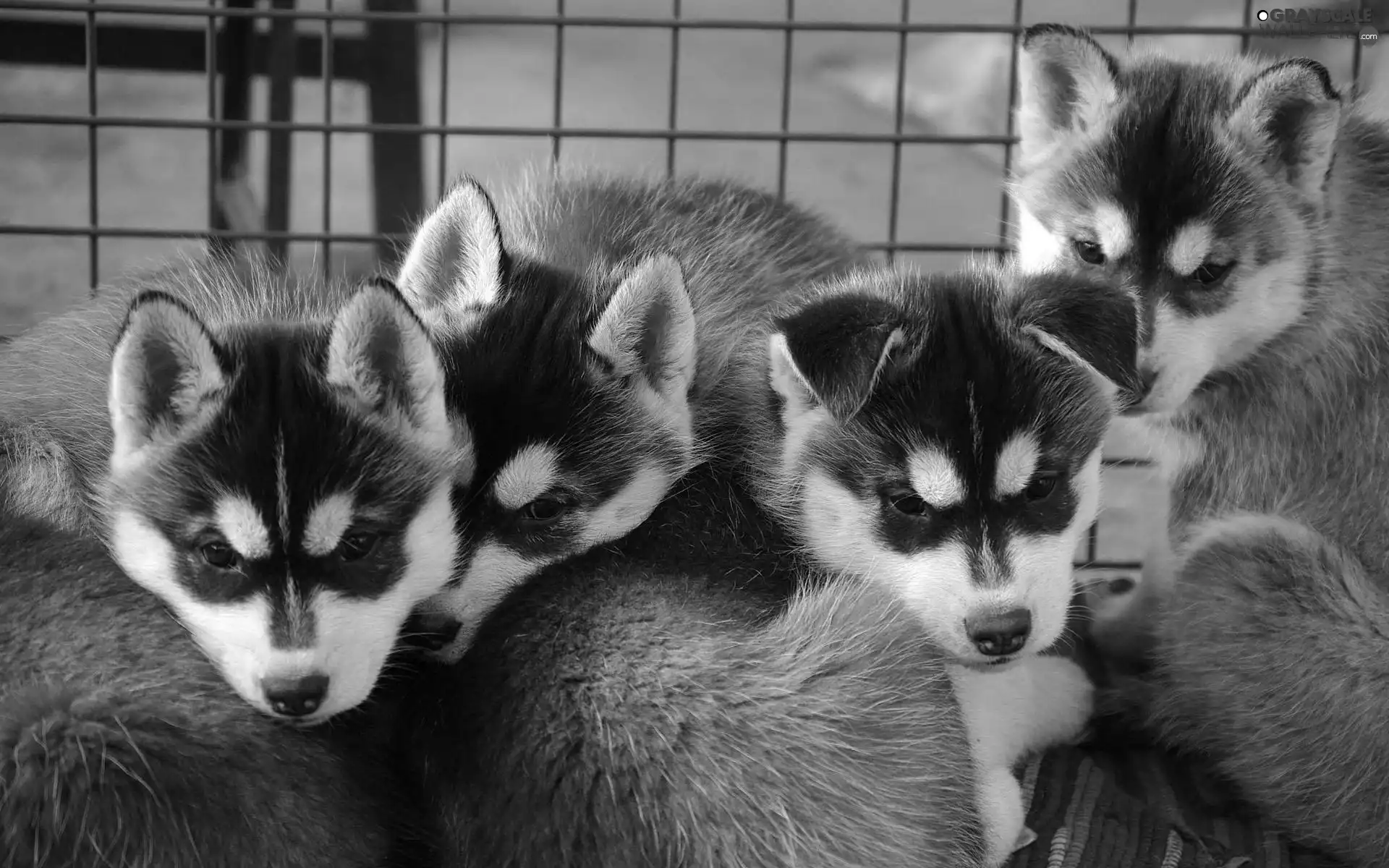 puppies, Siberian Husky