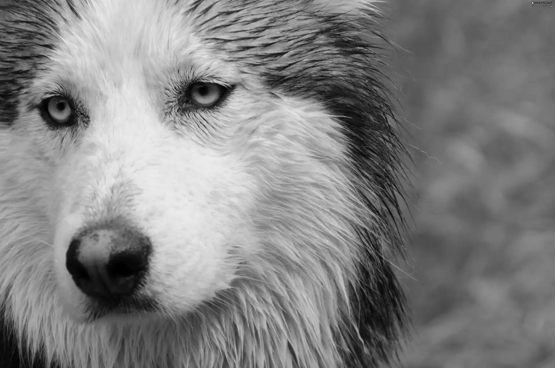 wet, Siberian Husky