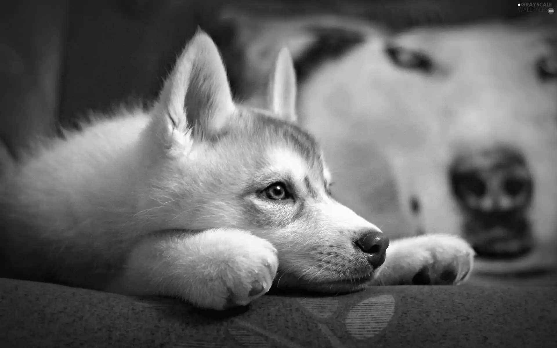 young, Siberian Husky