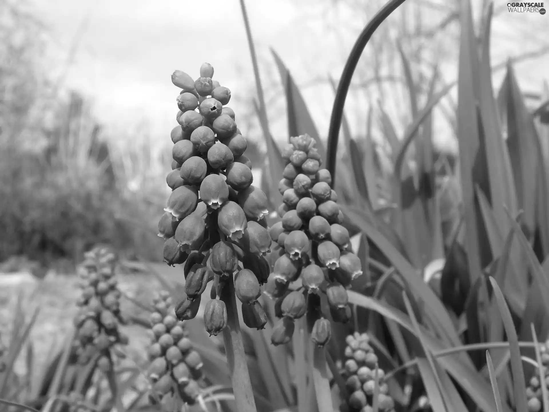 hyacinth Muscari