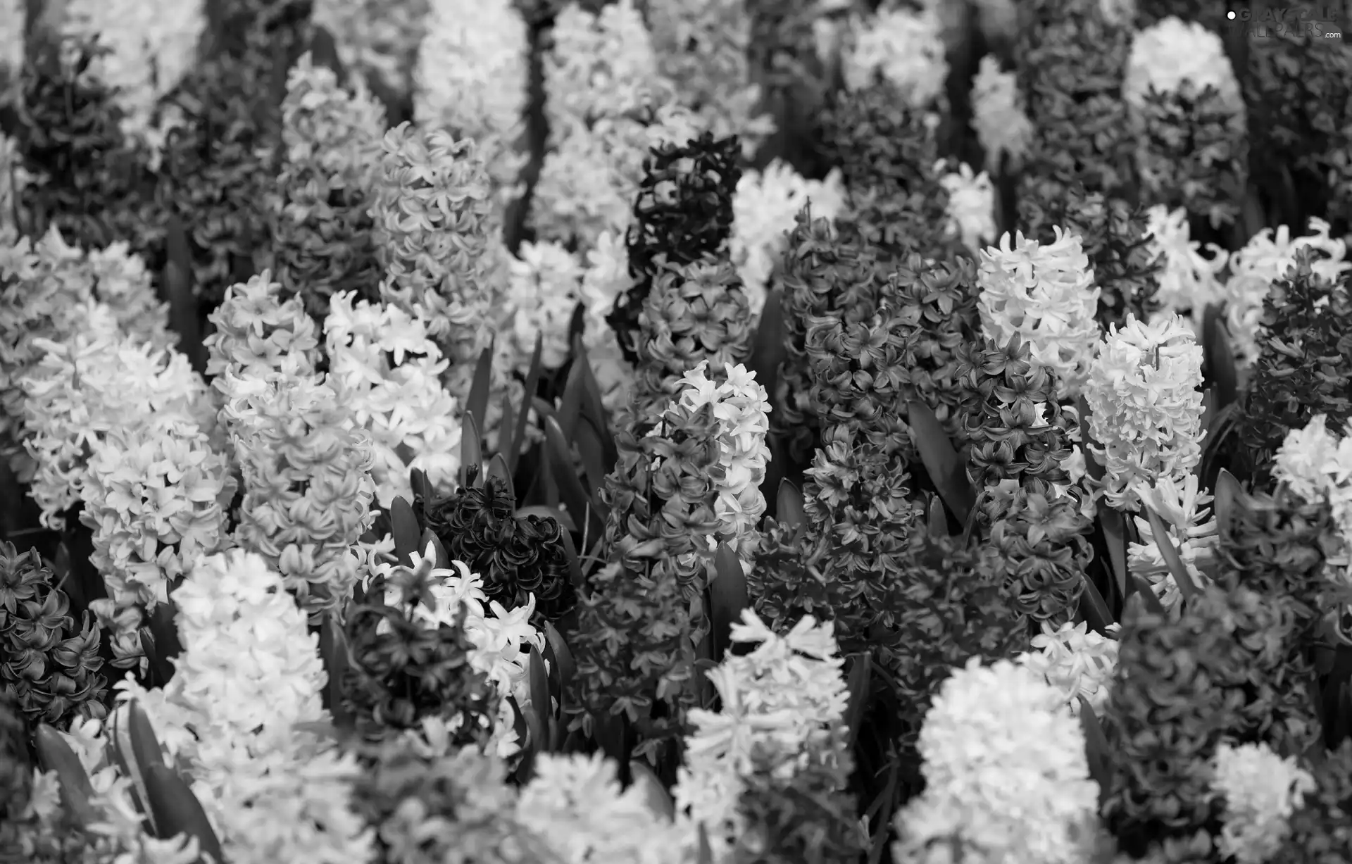 Hyacinths, Flowers, color