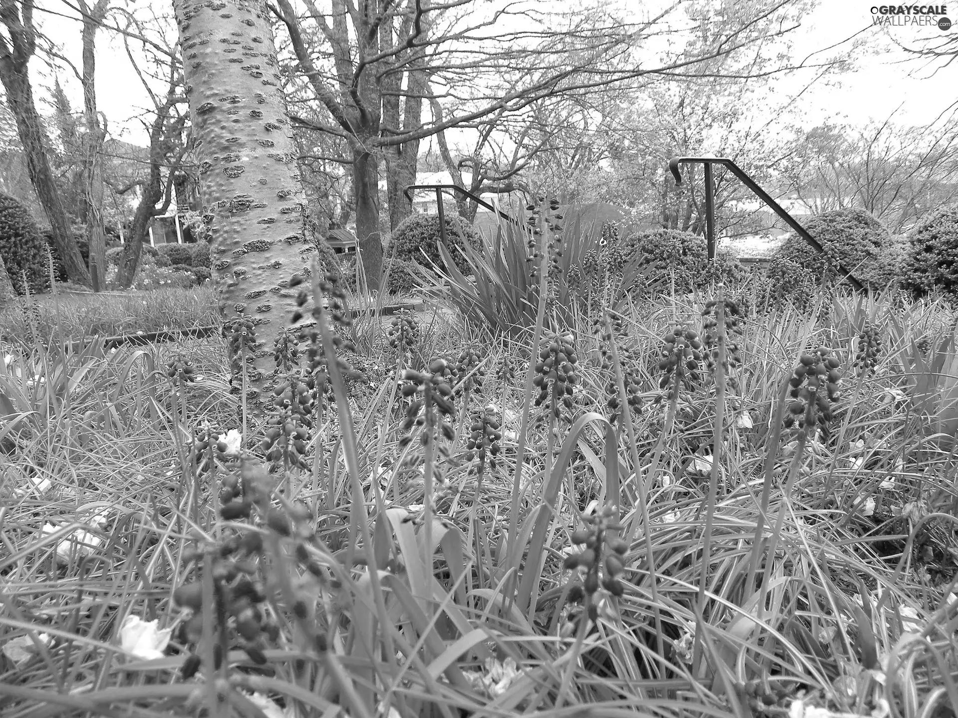 Garden, Hyacinths