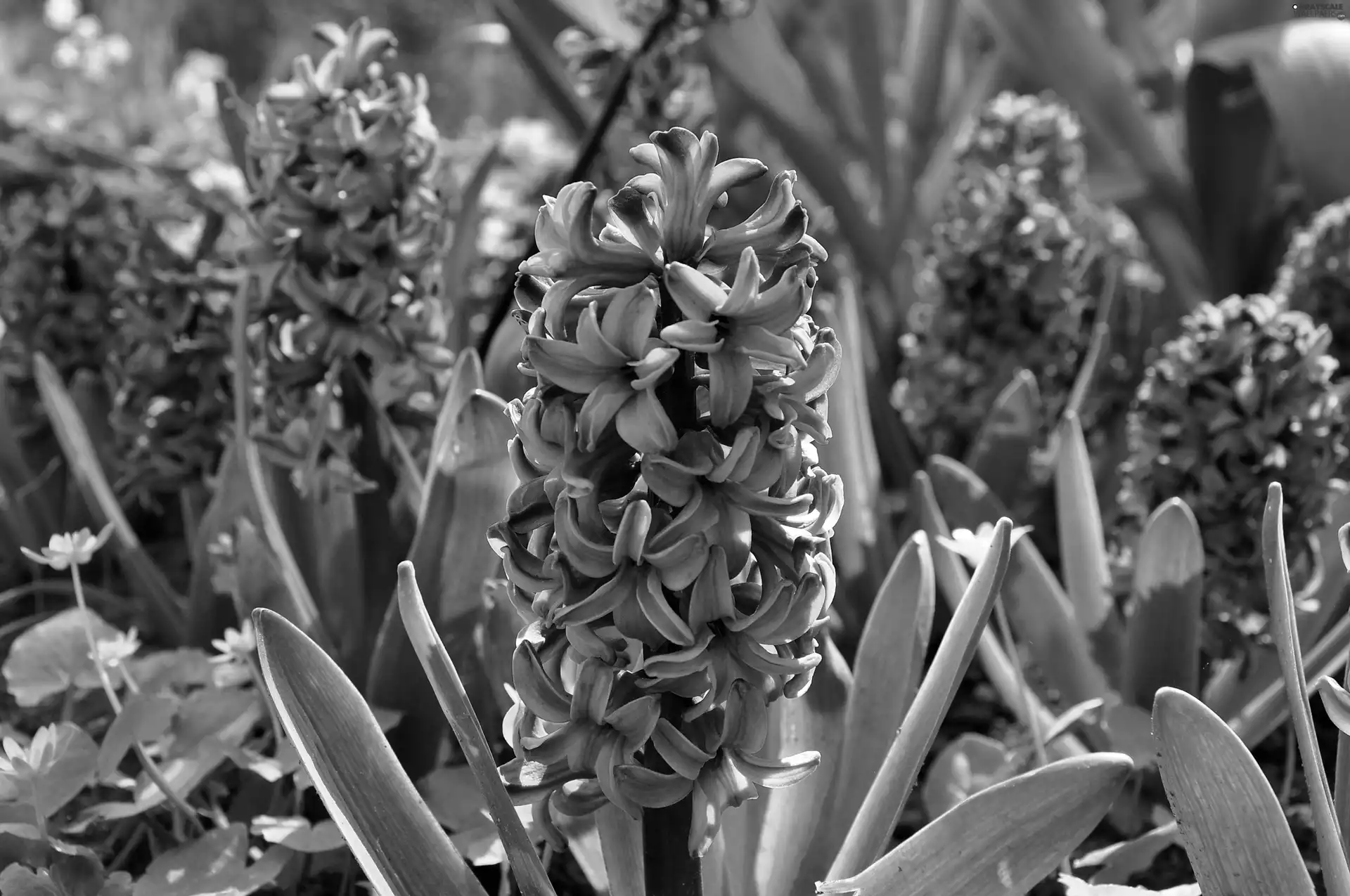 Hyacinths, beatyfull, purple