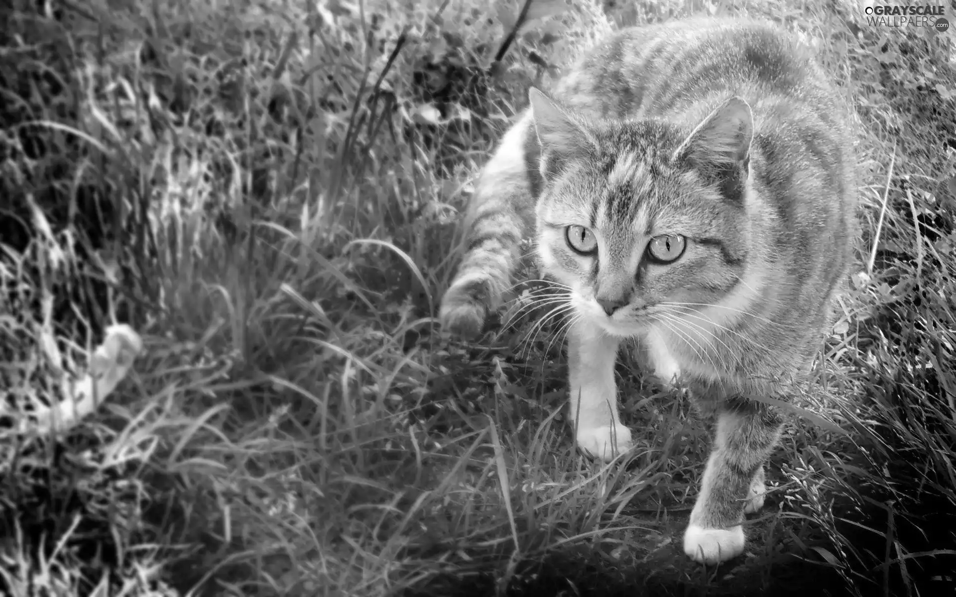 cat, hybrid