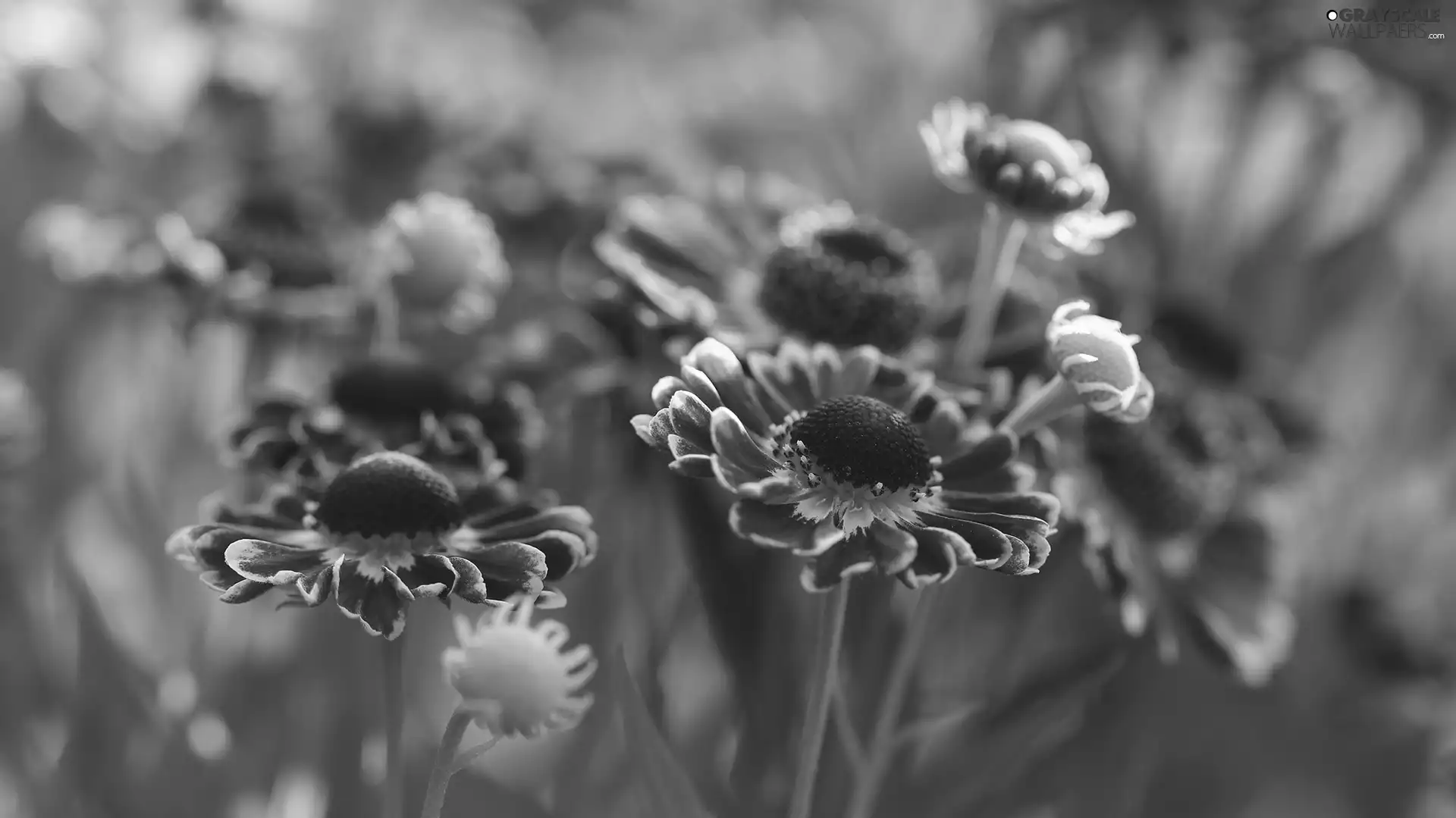 Helenium Hybridum, Flowers, rapprochement, Red