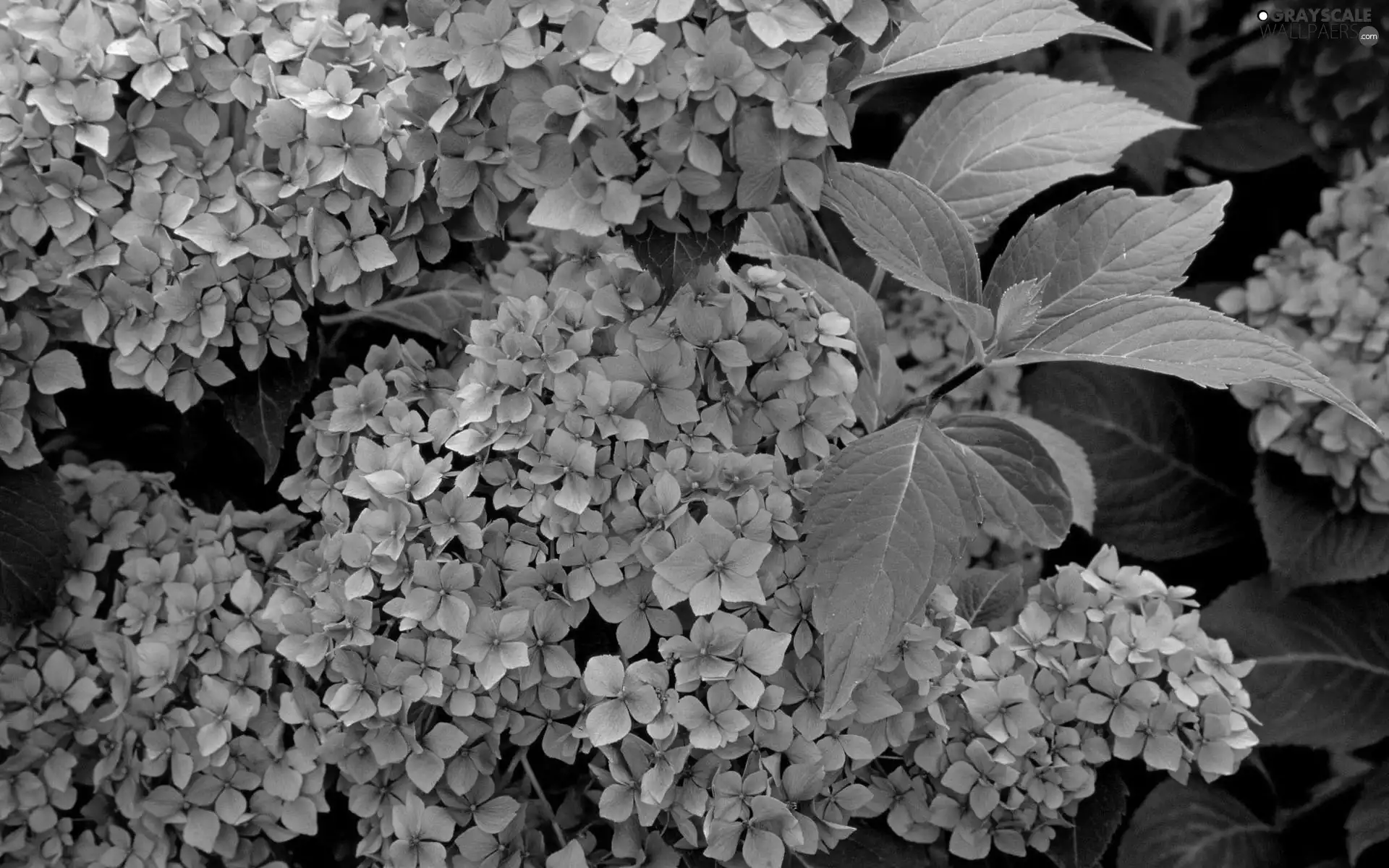 Blue, hydrangea