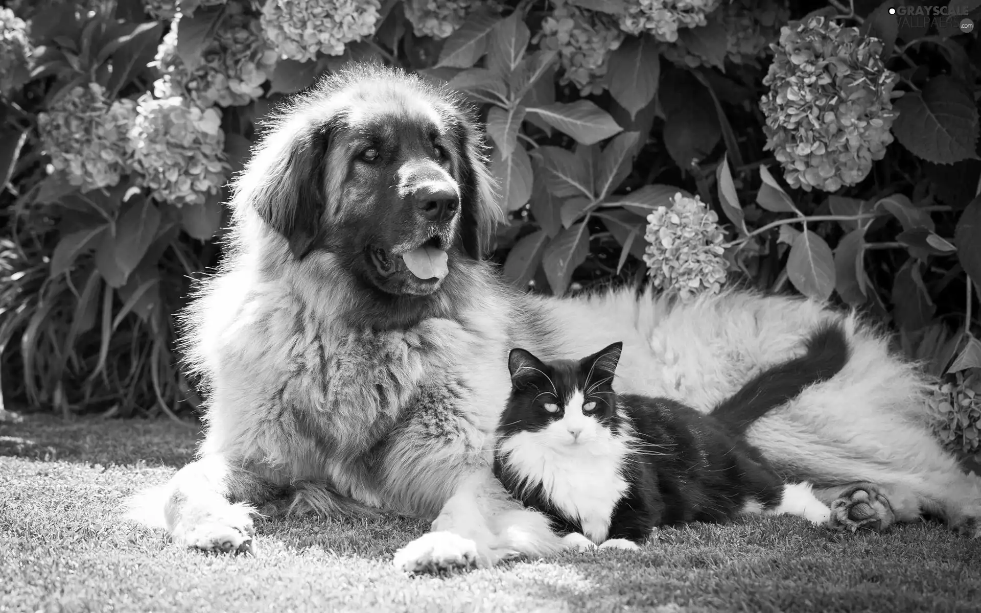 dog, Flowers, hydrangea, cat