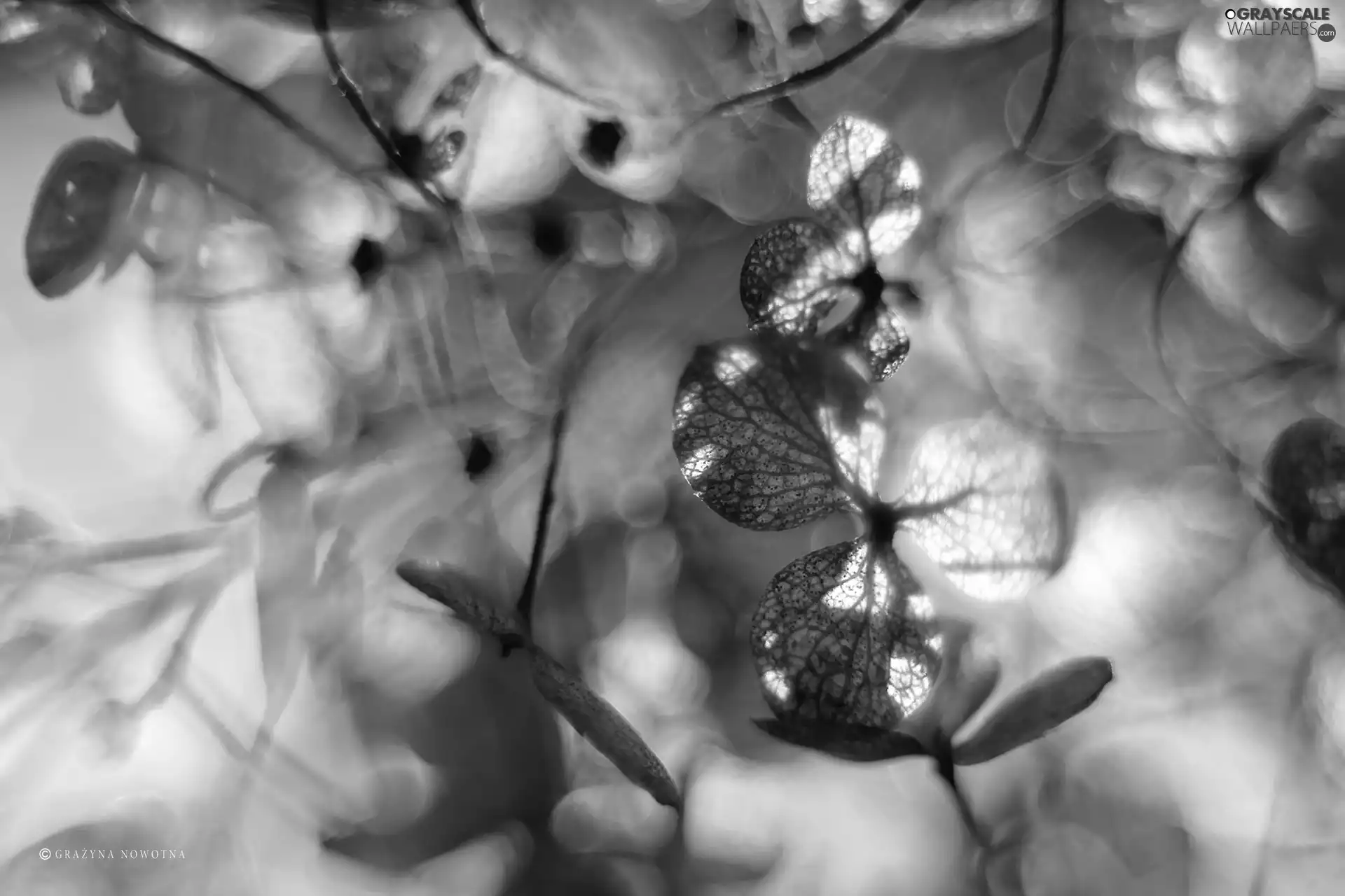 dry, hydrangea