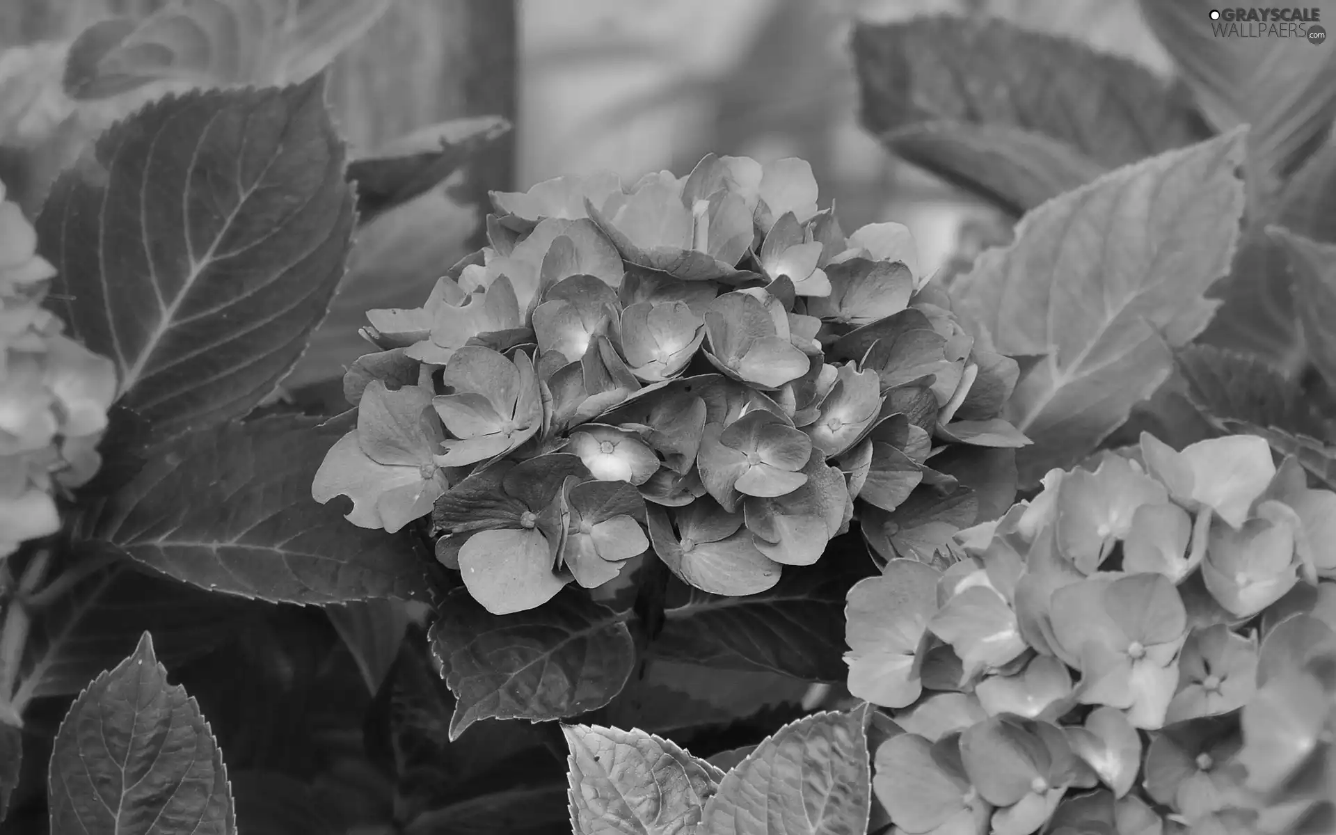 Flowers, hydrangea