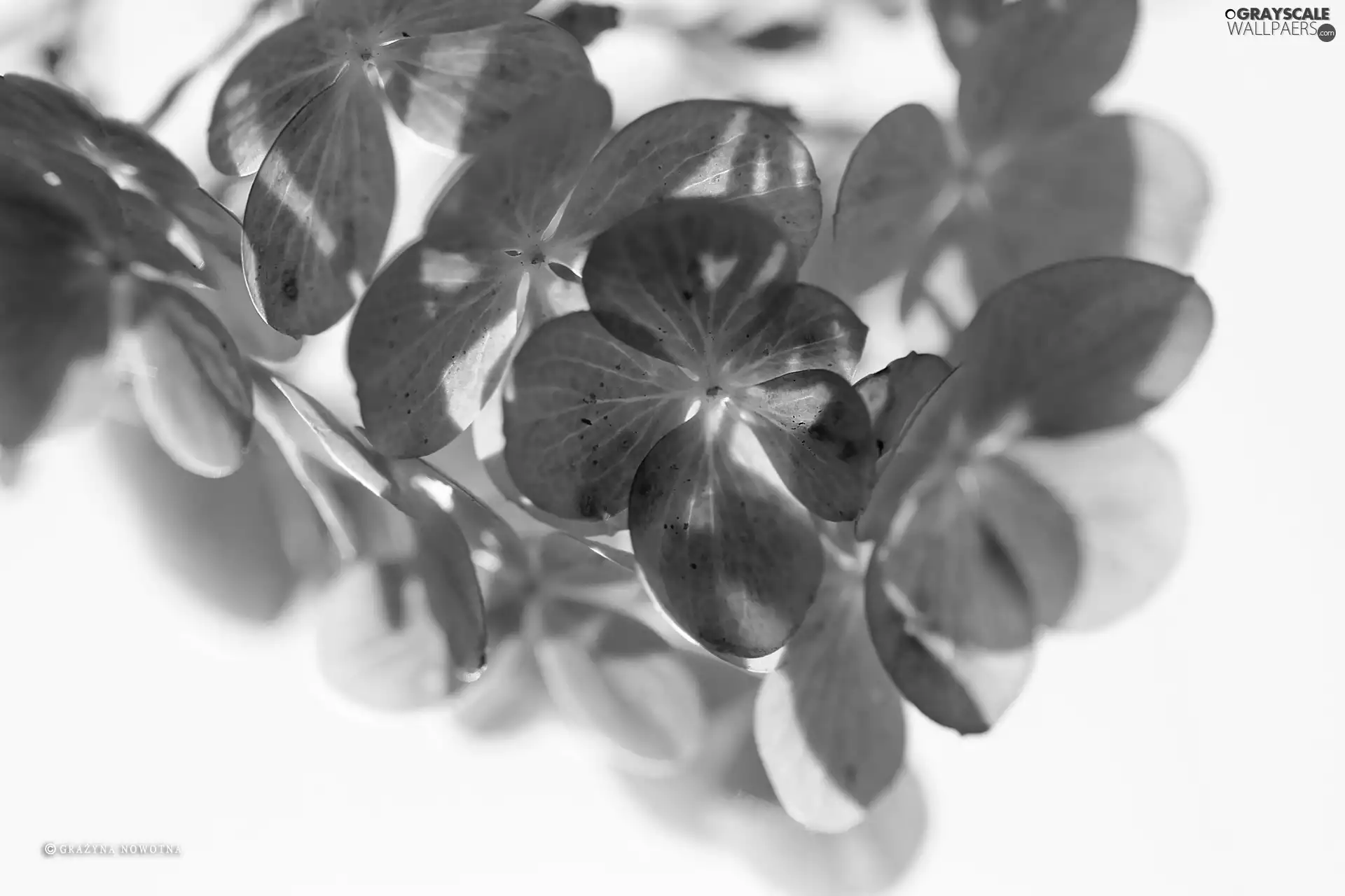 hydrangea, Flowers