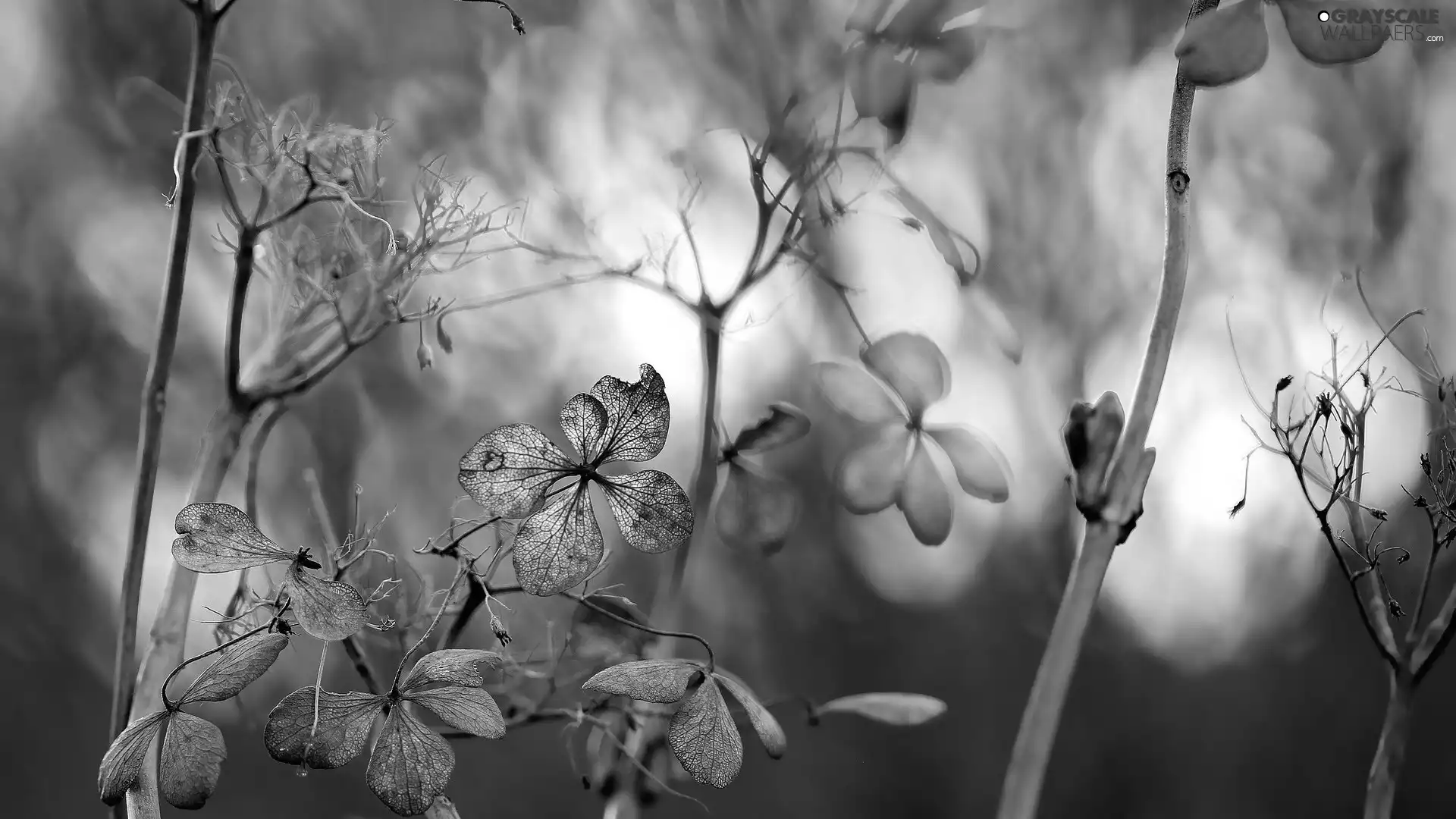 hydrangea, dry, Flowers