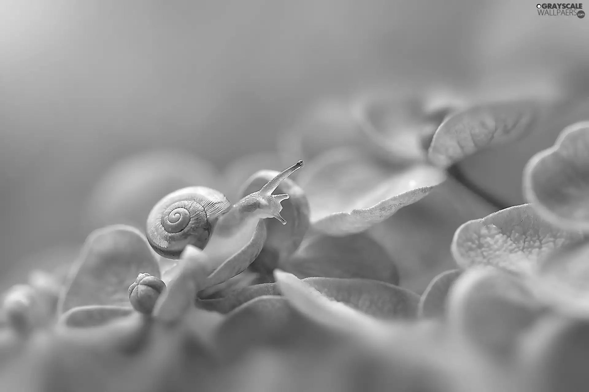 hydrangea, snail, Flowers