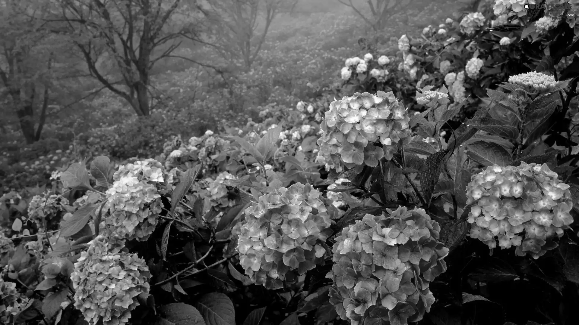 Flowers, hydrangea